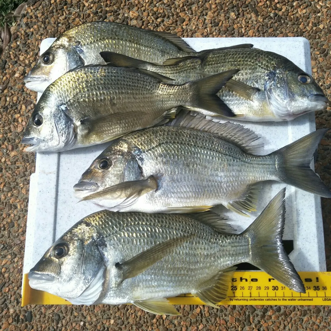 recently logged catches