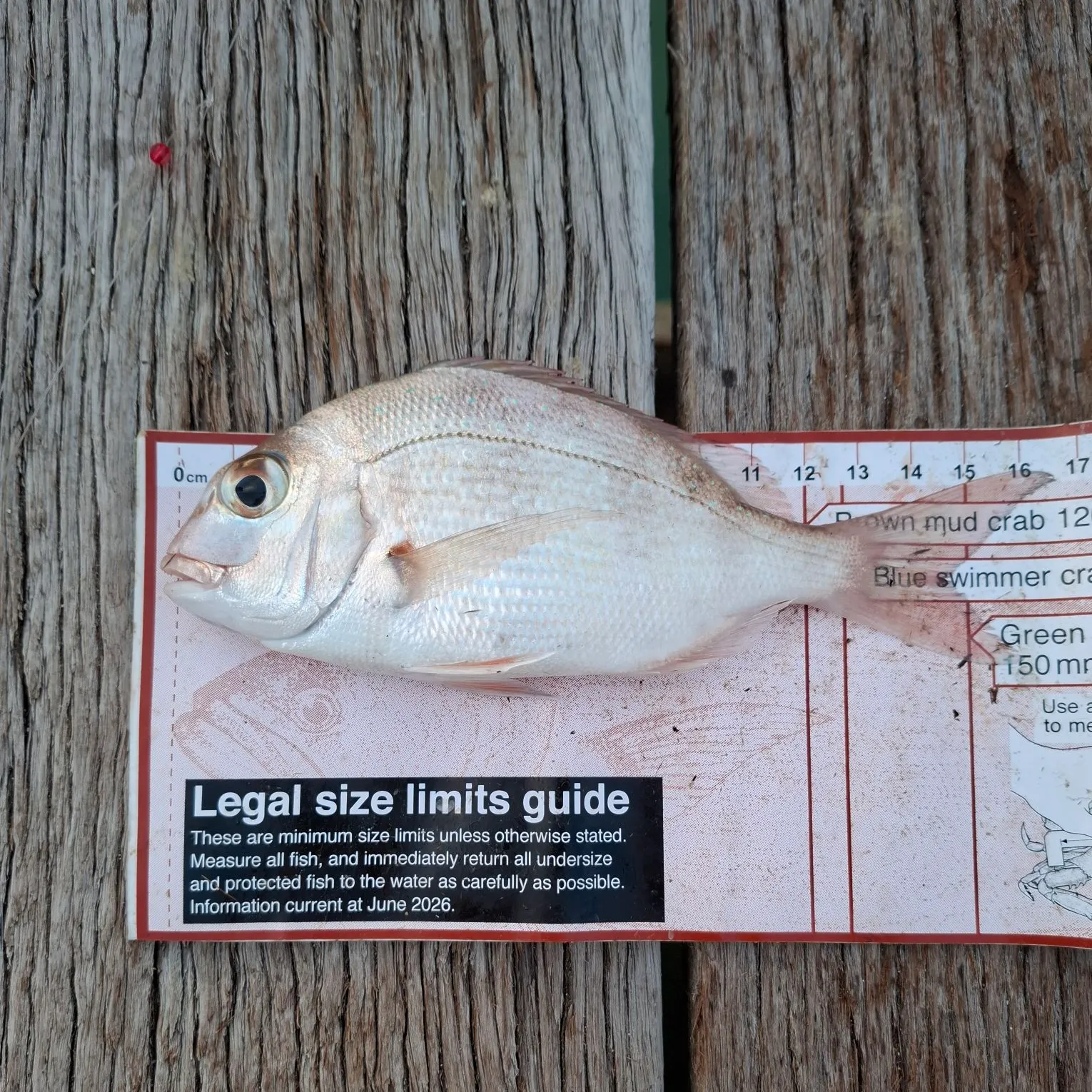 Australasian snapper caught on Fishbrain