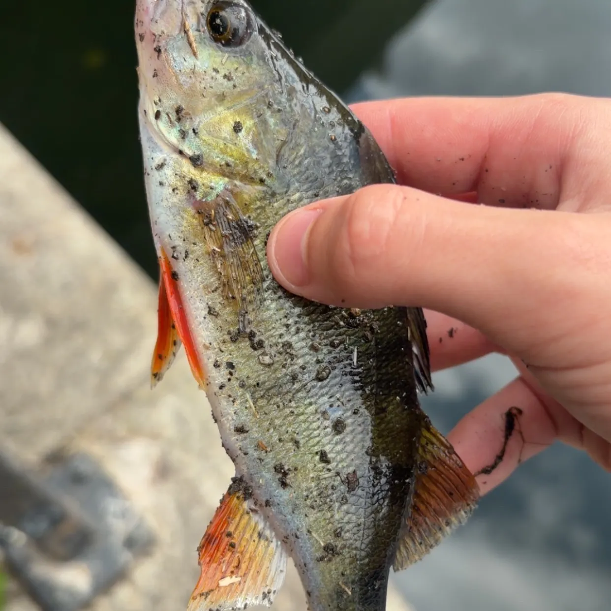 European perch caught on Fishbrain