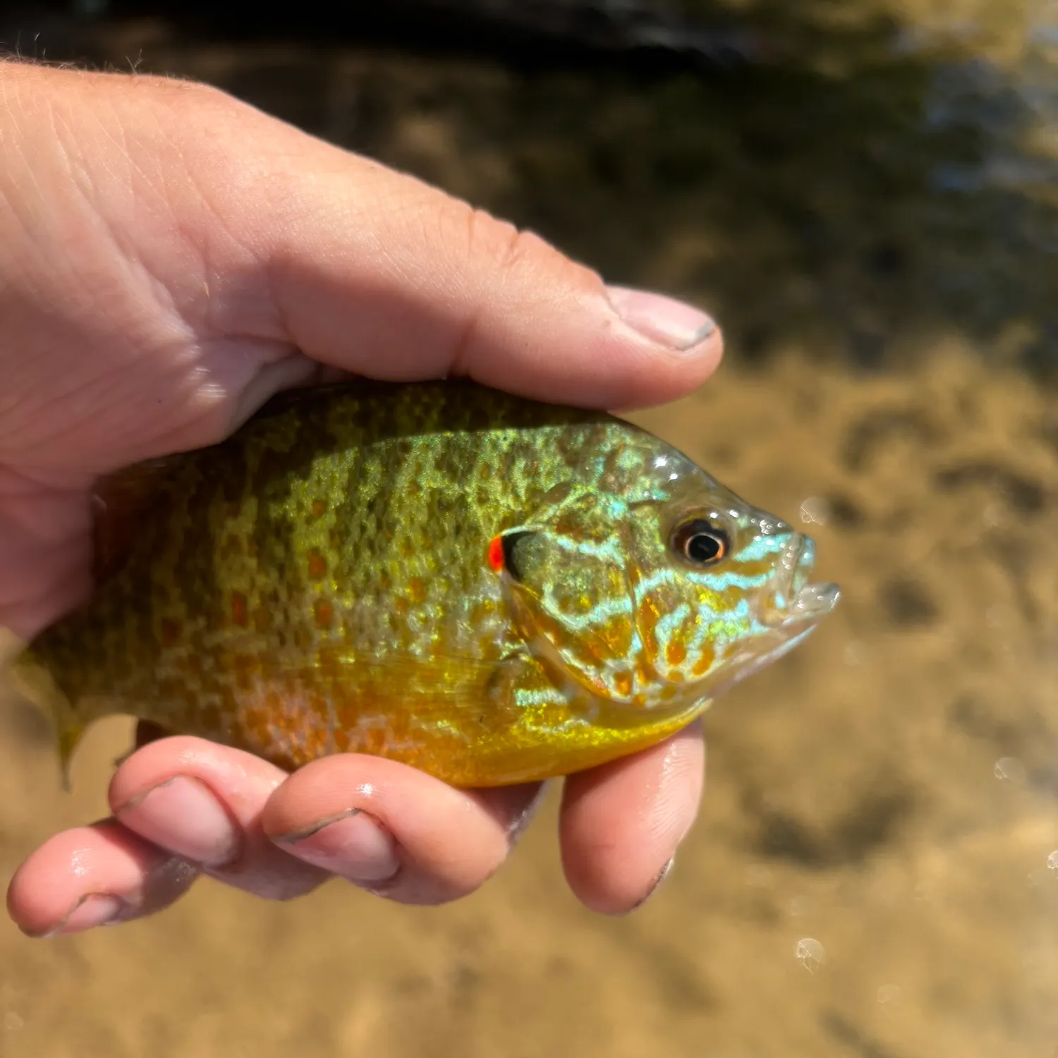 Pumpkinseed caught on Fishbrain