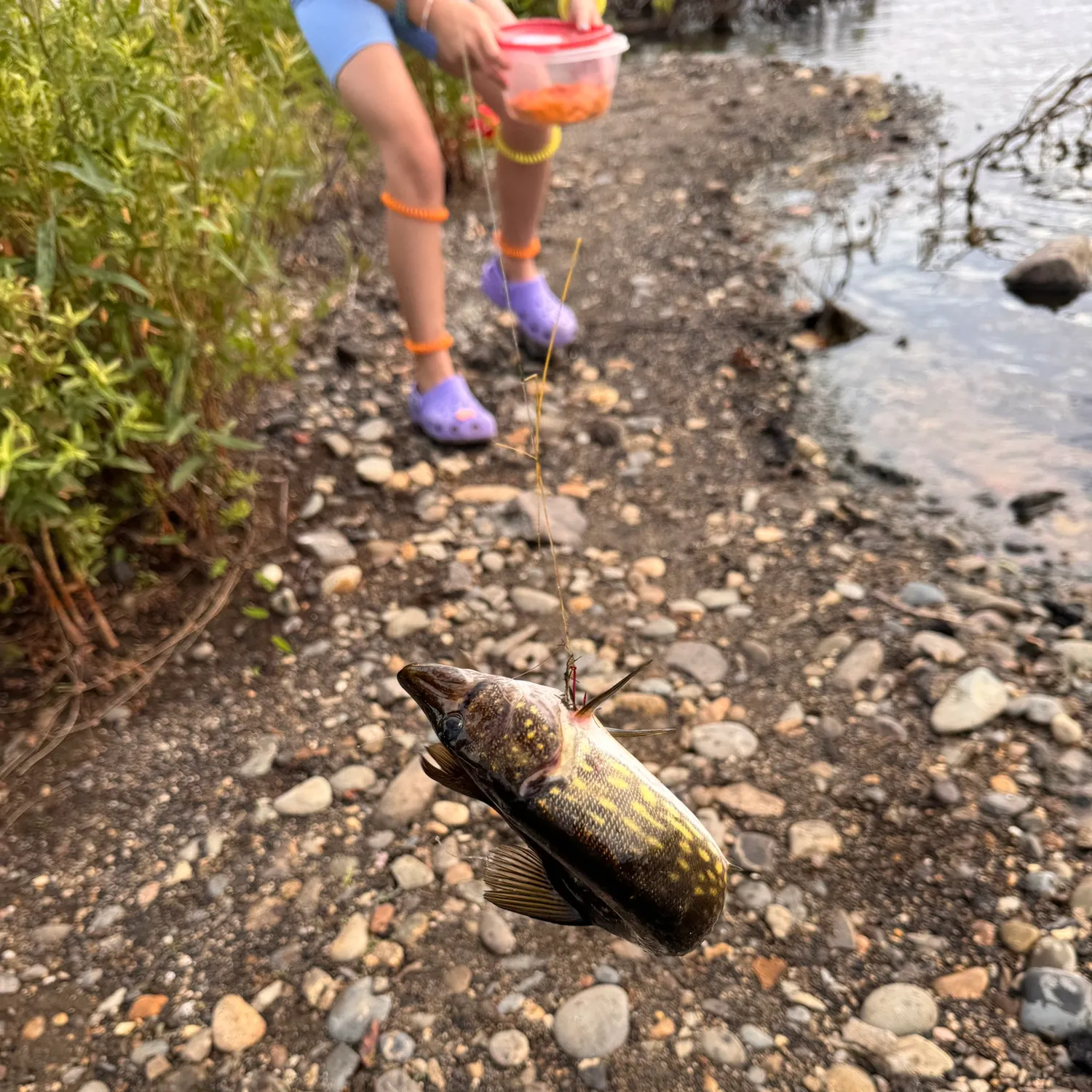 The most recent Chain pickerel catches on Fishbrain