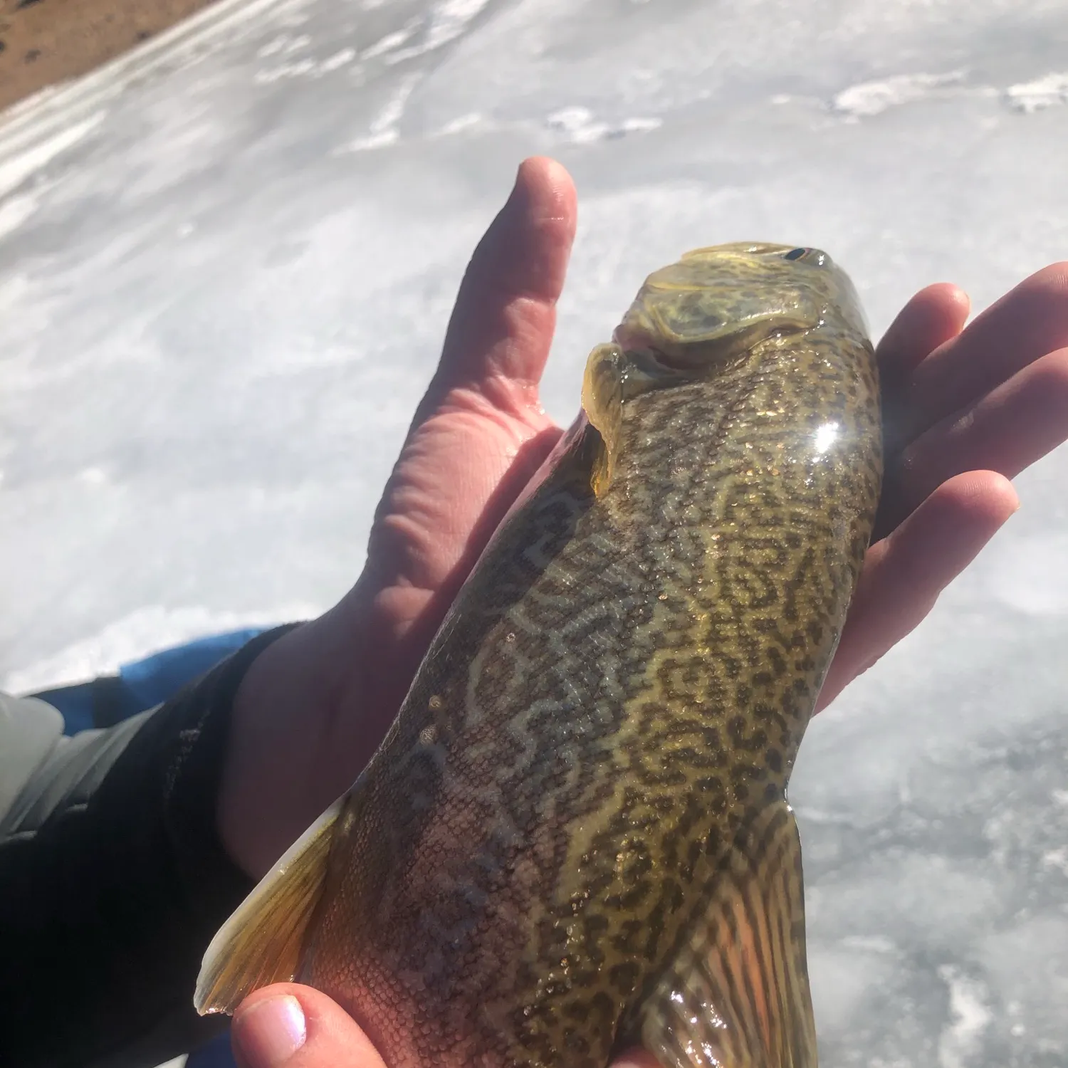 The most recent Tiger trout catches on Fishbrain