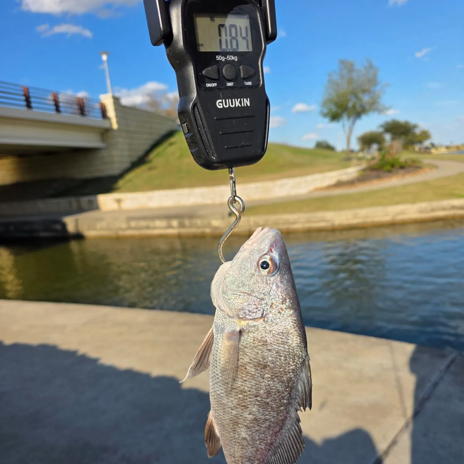 The most recent Freshwater drum catches on Fishbrain