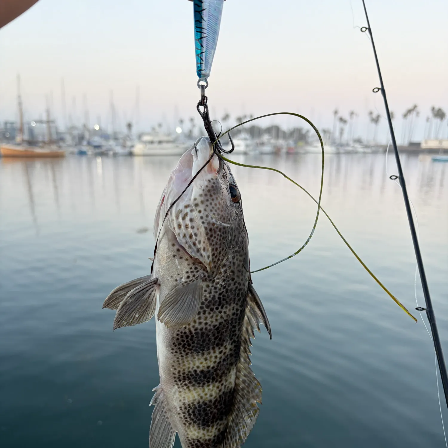 Spotted sand bass caught on Fishbrain