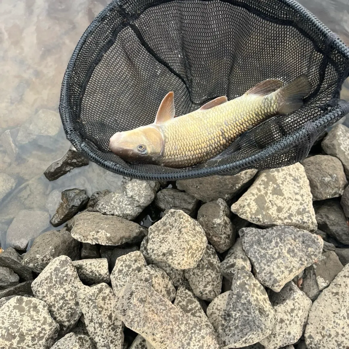 Silver redhorse caught on Fishbrain