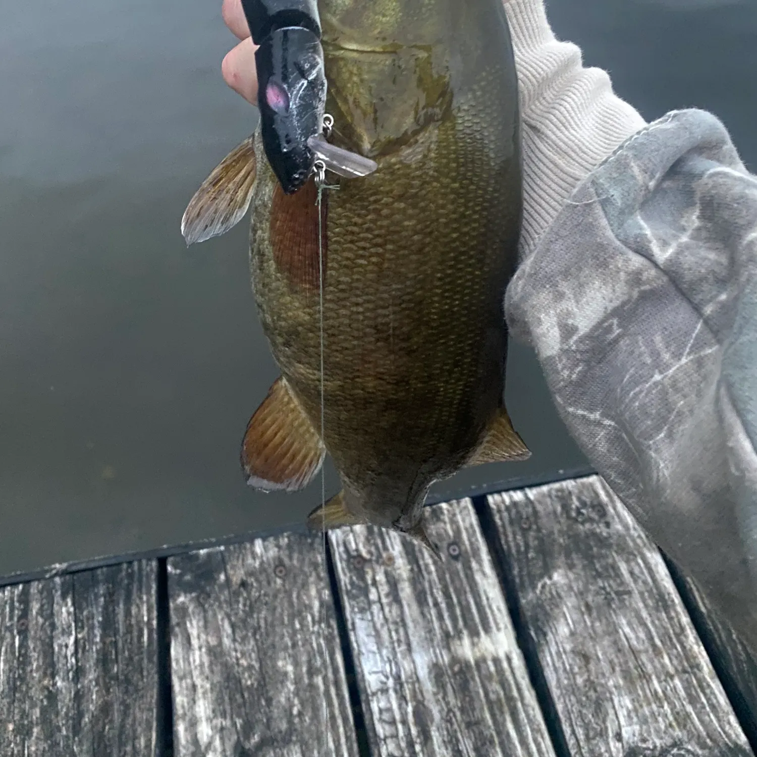 Smallmouth bass caught on Fishbrain