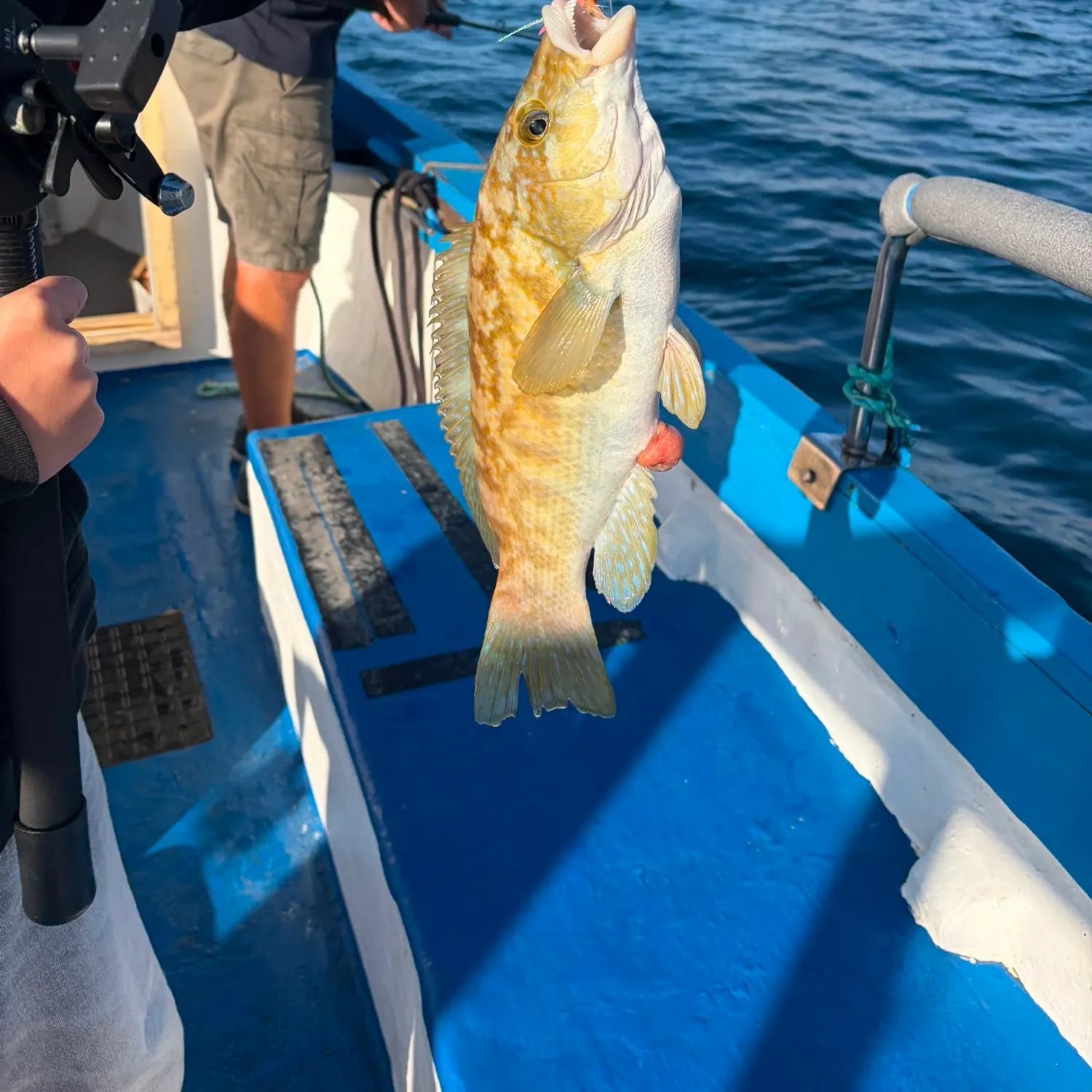 Greasy grouper caught on Fishbrain