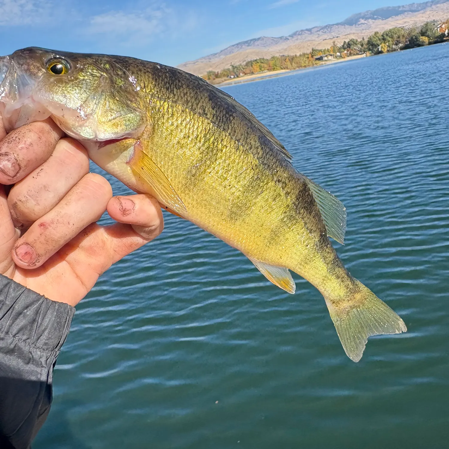 Yellow perch caught on Fishbrain