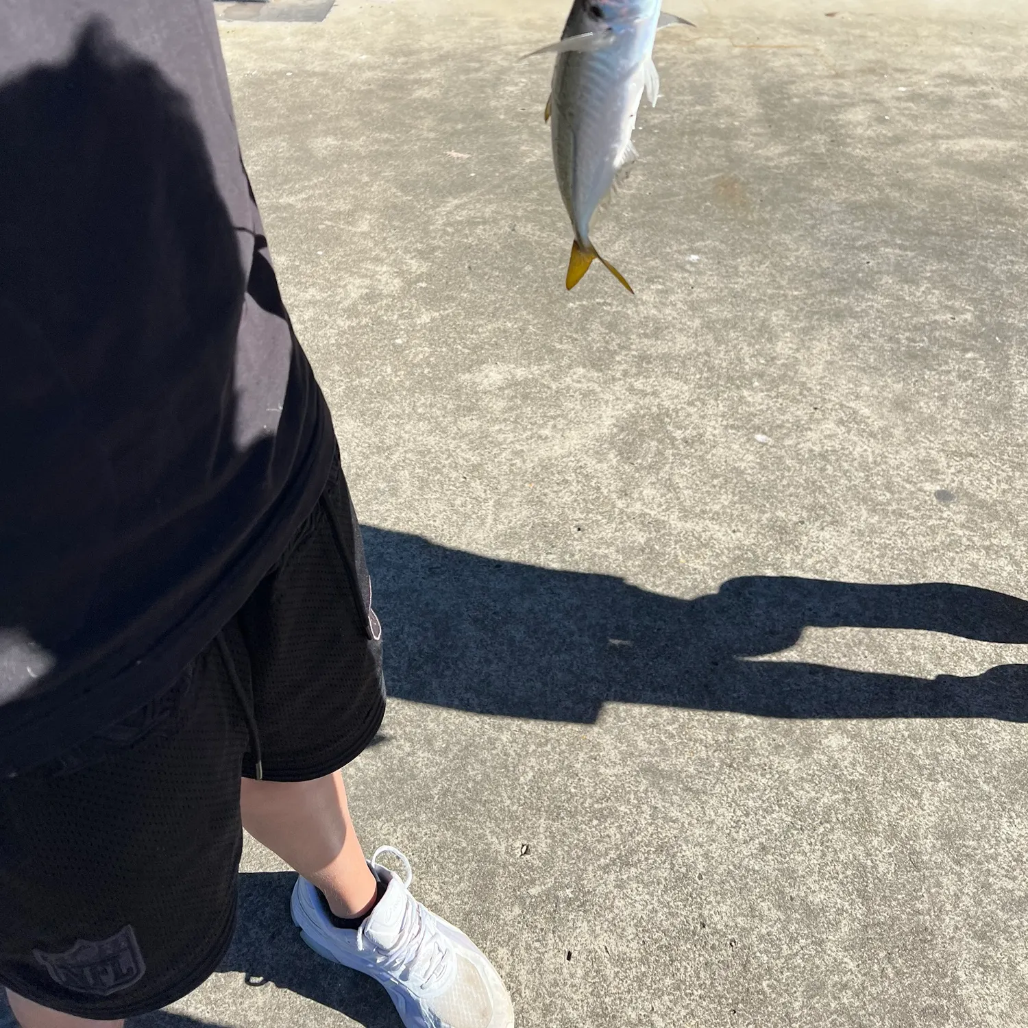 The most recent Yellowtail scad catches on Fishbrain