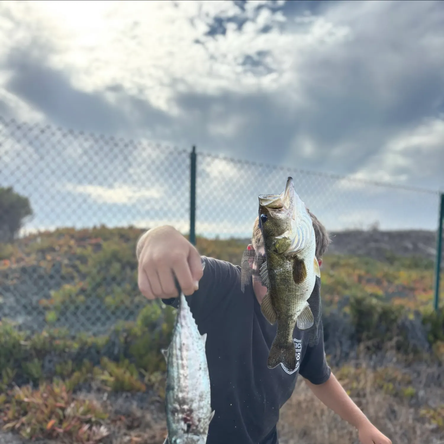 The most recent Atlantic bonito catches on Fishbrain