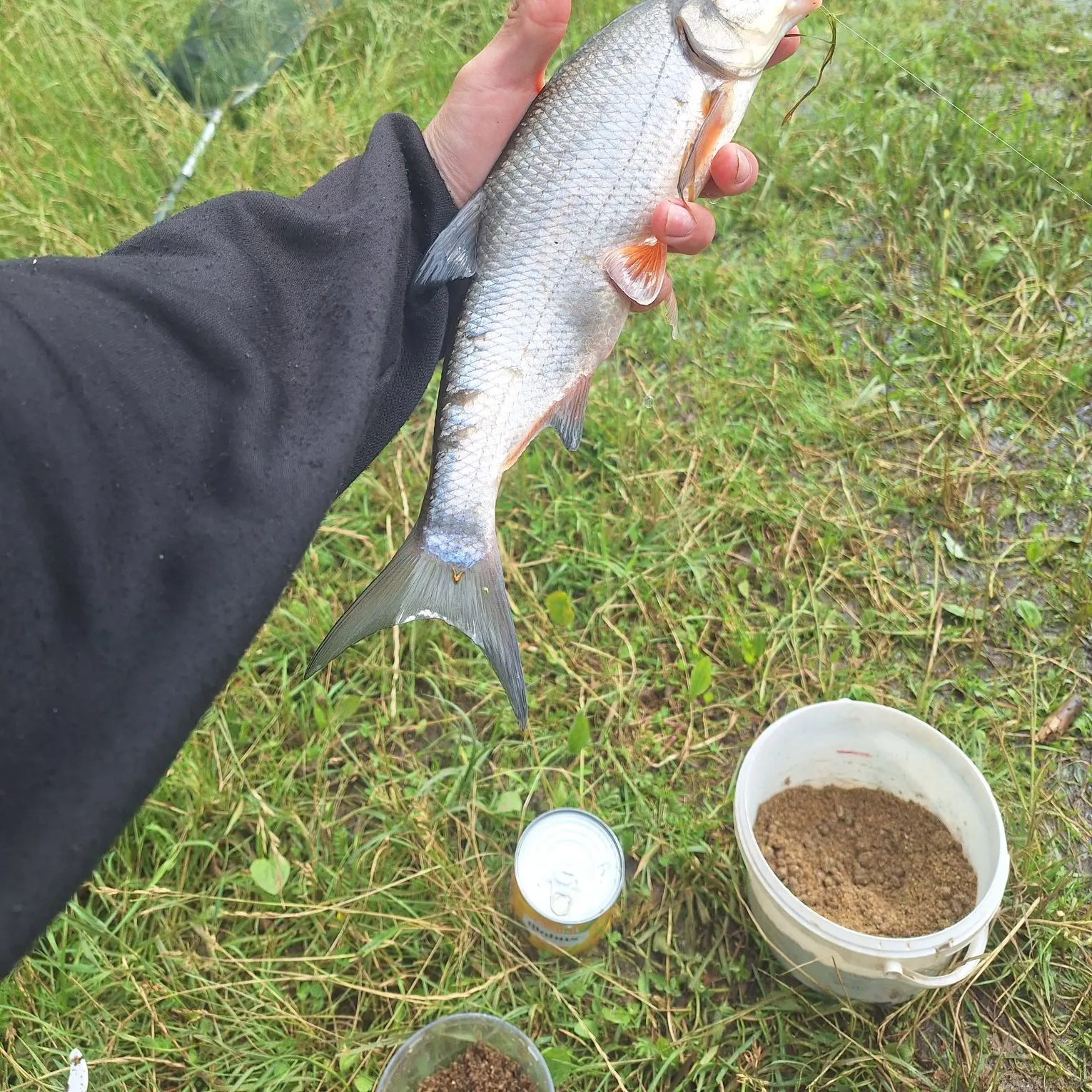 The most recent Vimba bream catches on Fishbrain