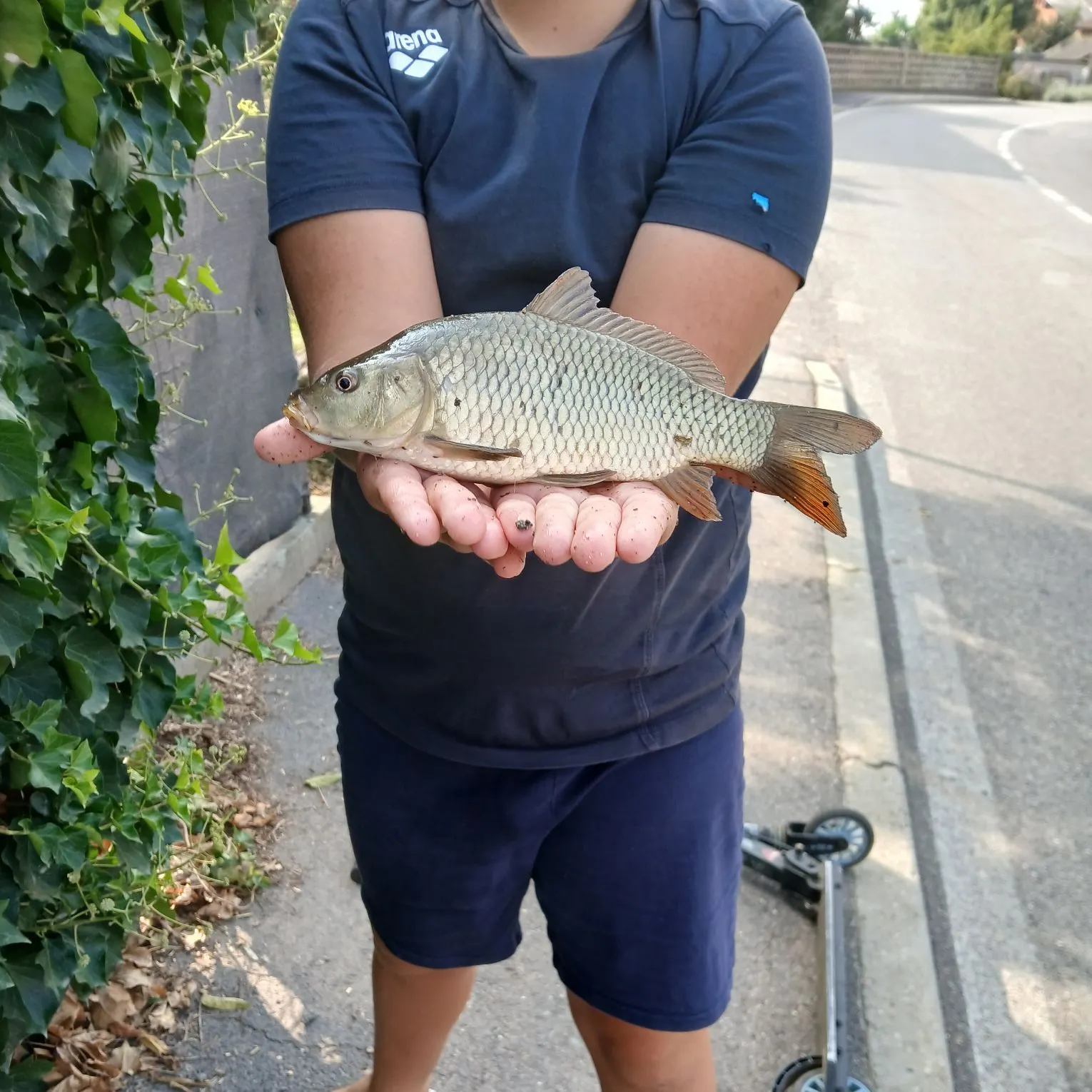 Common carp caught on Fishbrain