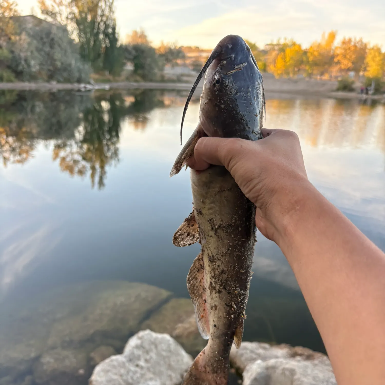 catch