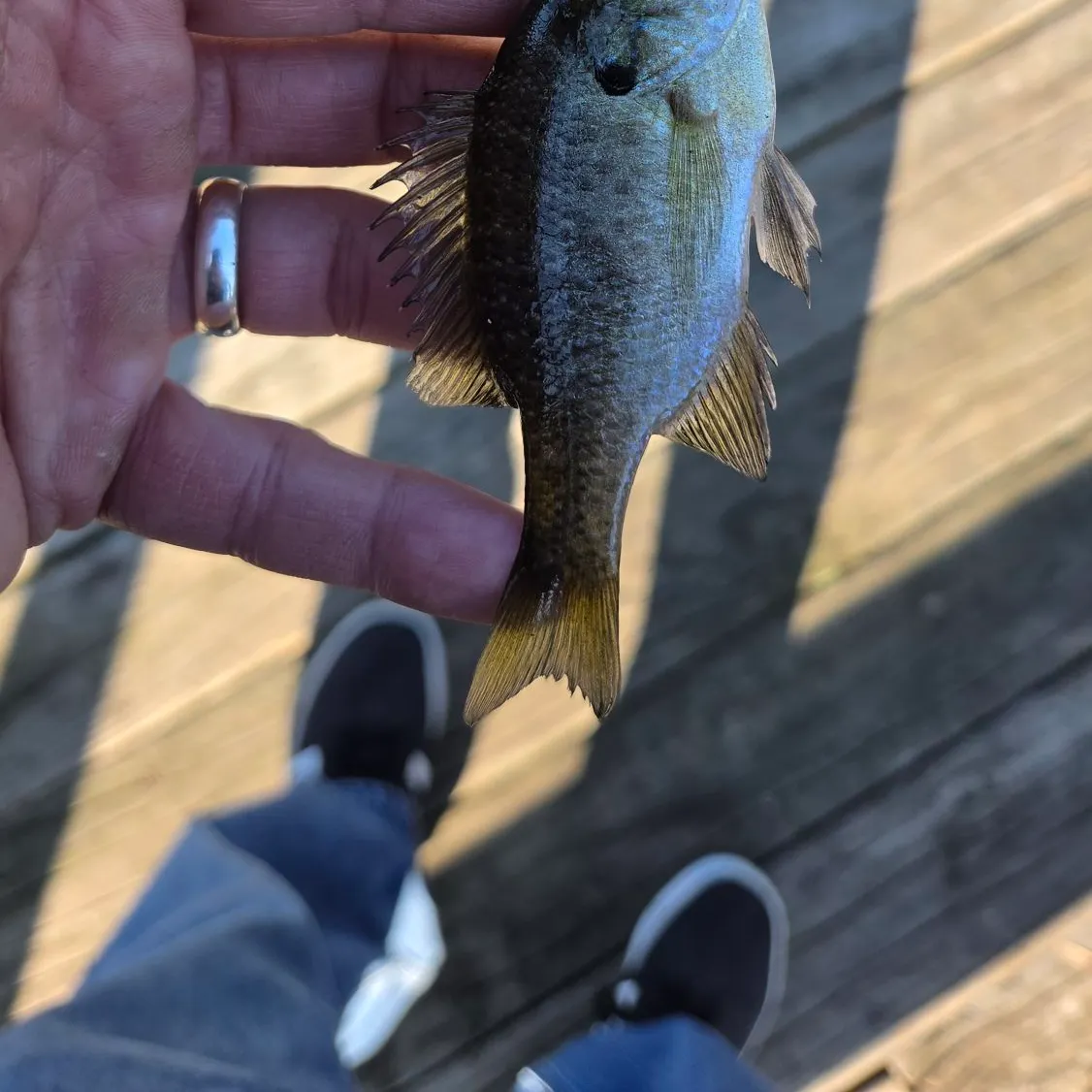Bluegill caught on Fishbrain