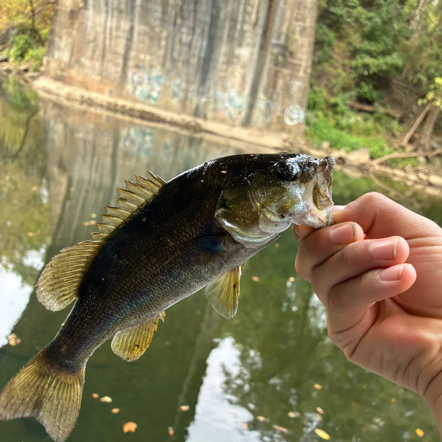 Smallmouth bass caught on Fishbrain