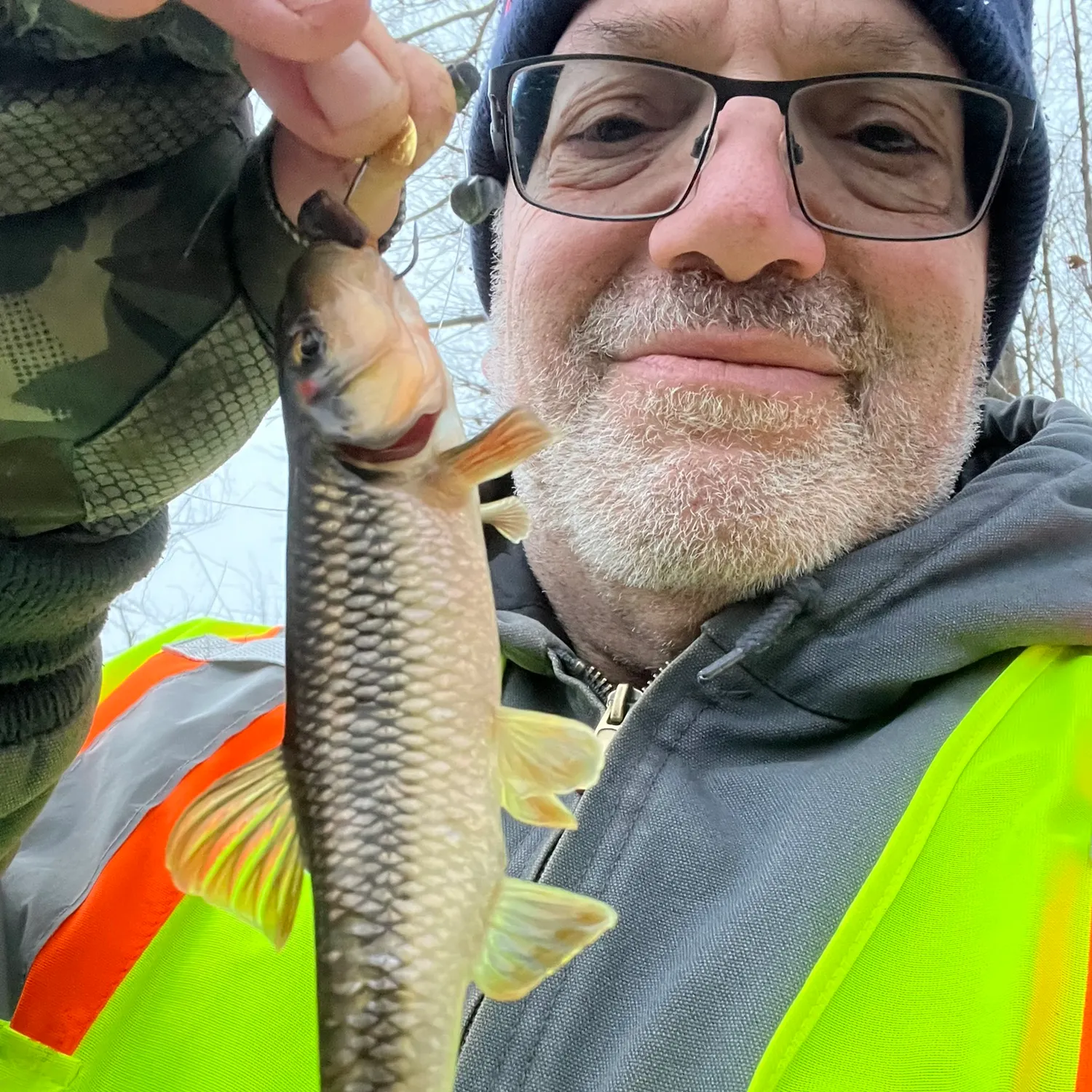 The most recent Hornyhead chub catches on Fishbrain