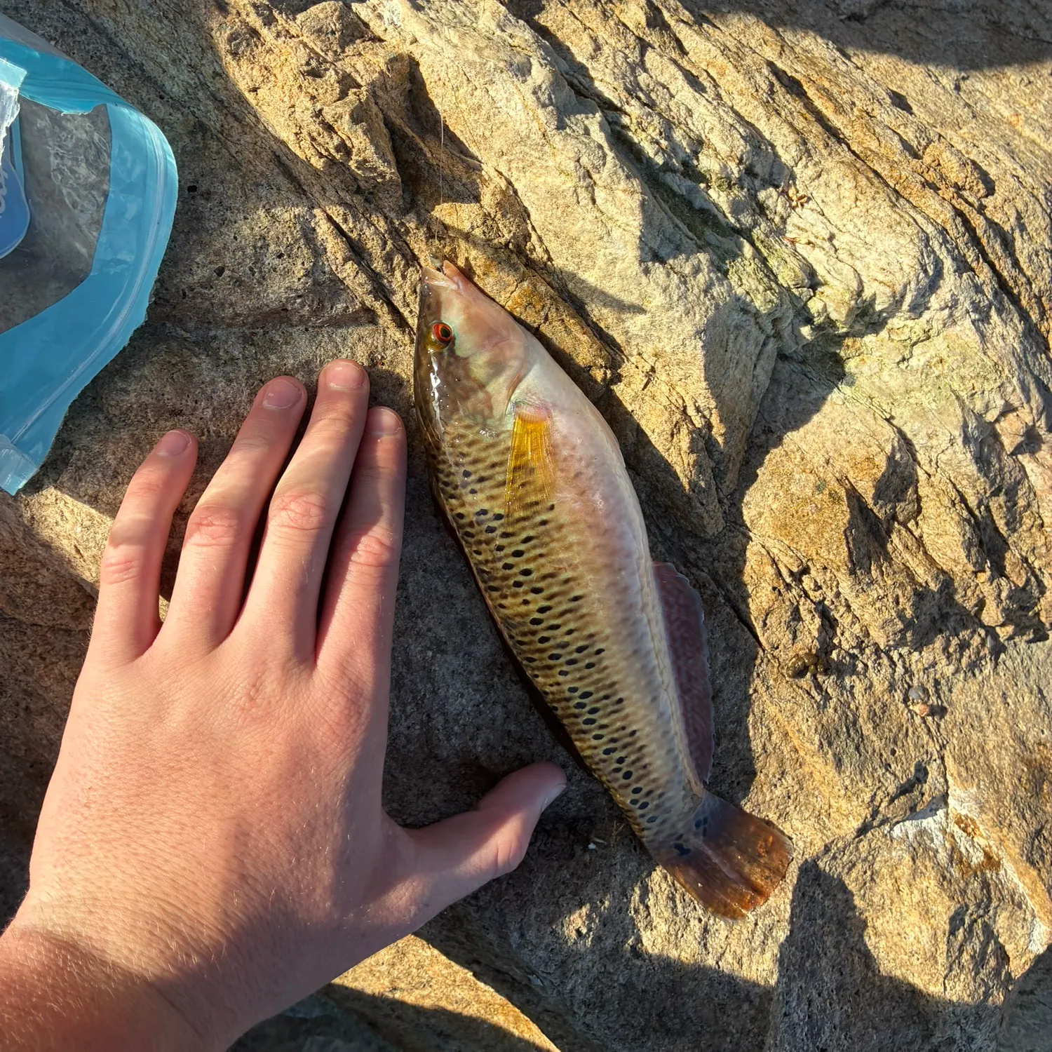 The most recent Rock wrasse catches on Fishbrain