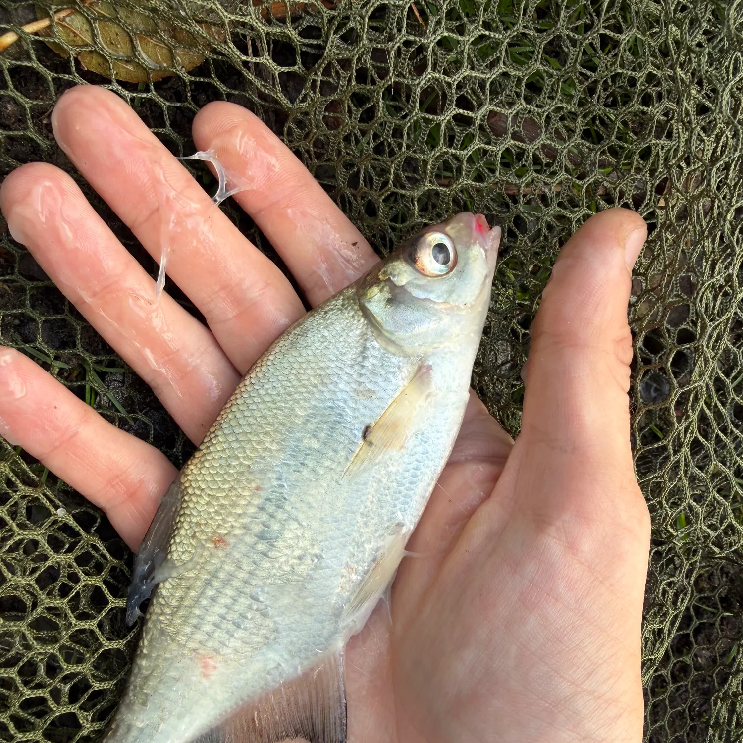 Common bream caught on Fishbrain