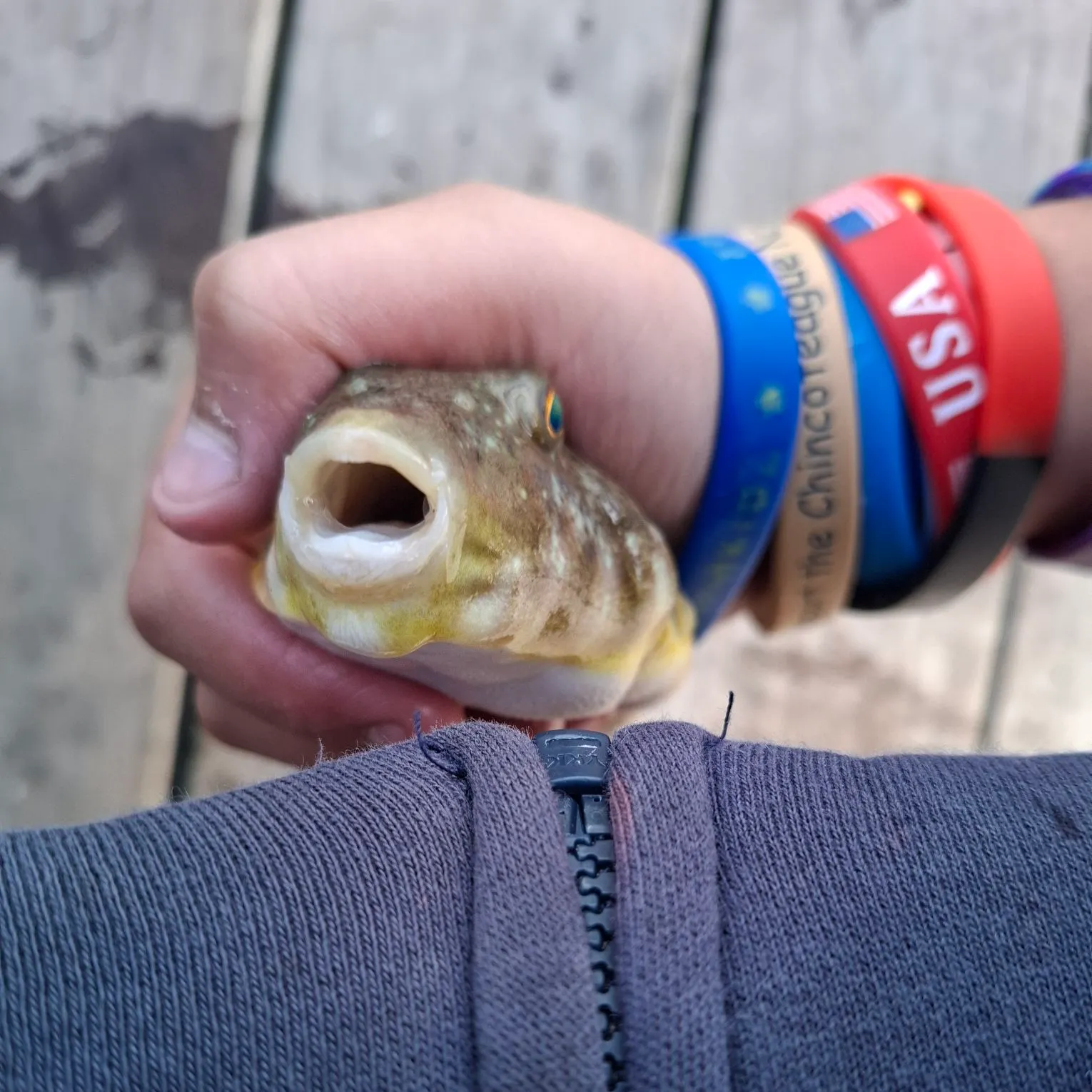 Northern puffer caught on Fishbrain