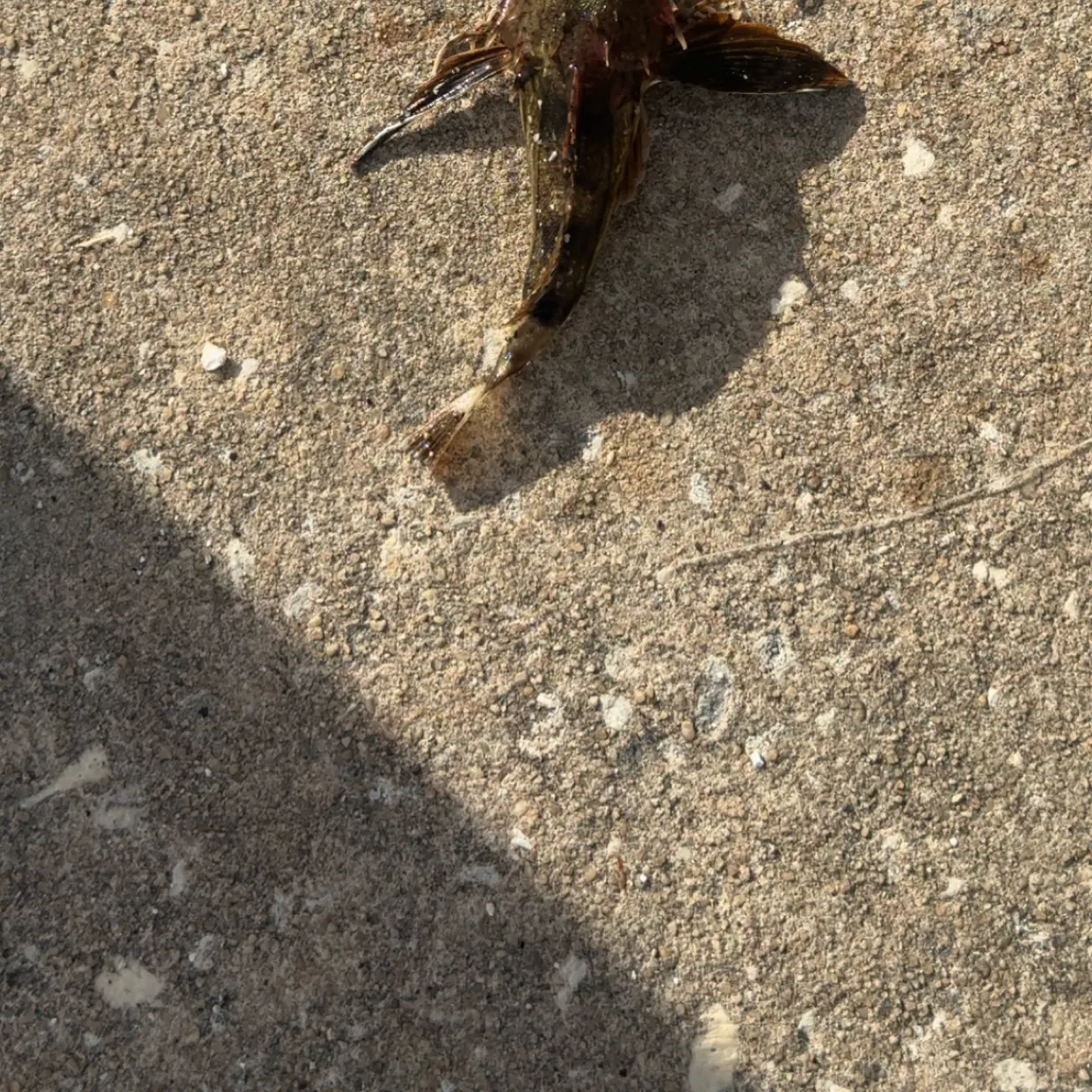 The most recent Longspined bullhead catches on Fishbrain