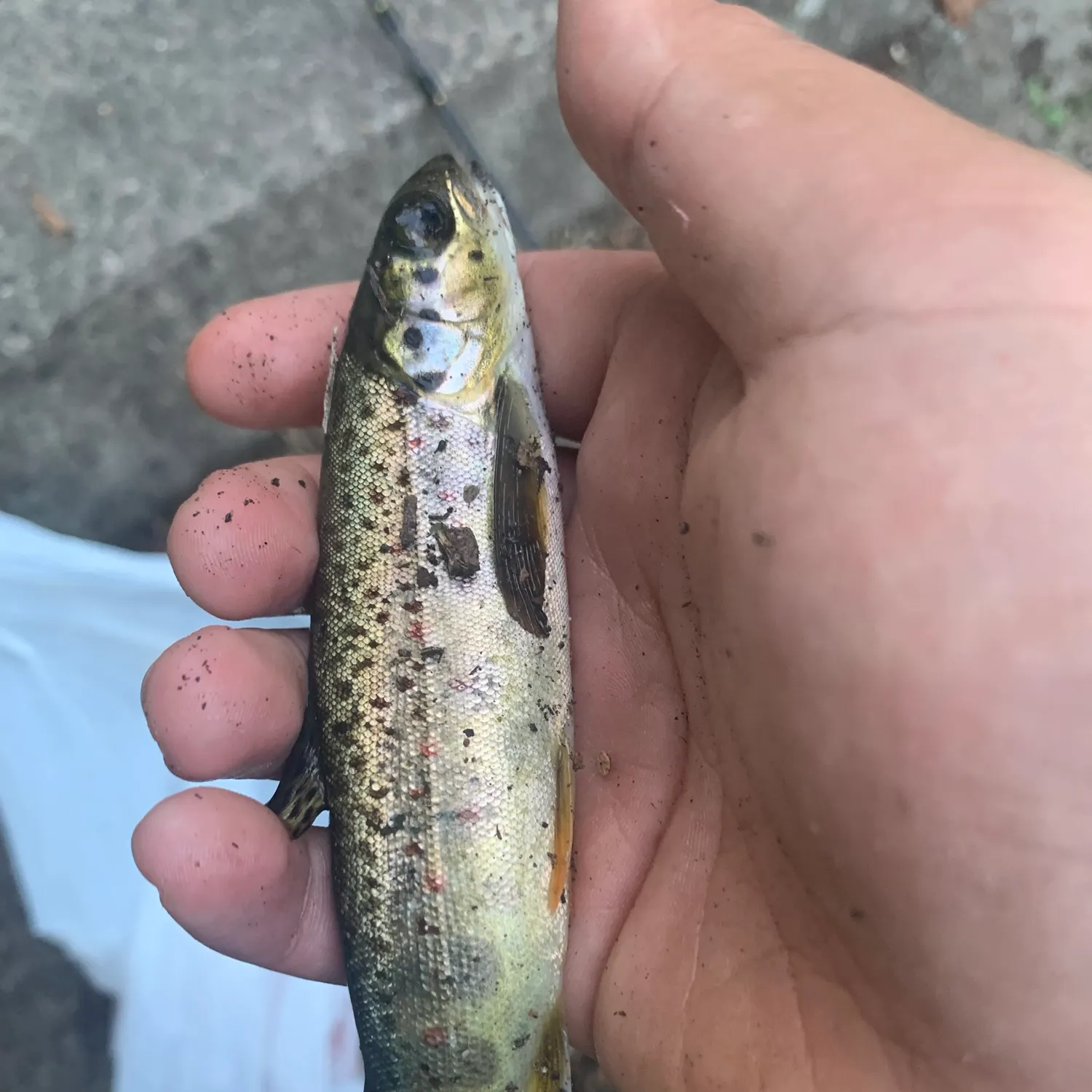 Brown trout caught on Fishbrain
