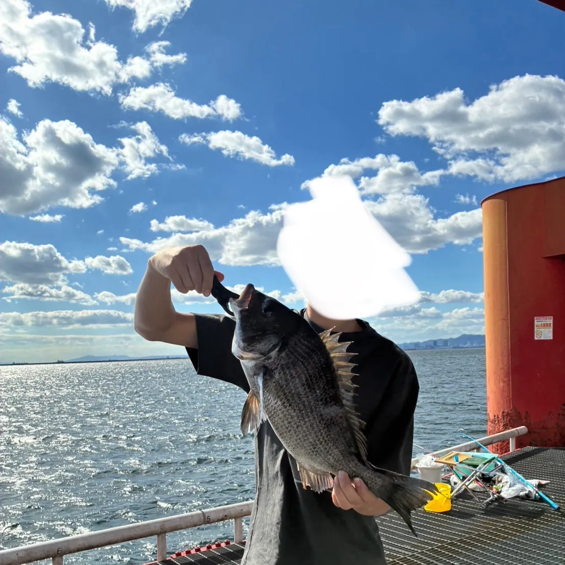 The most recent Blackhead seabream catches on Fishbrain