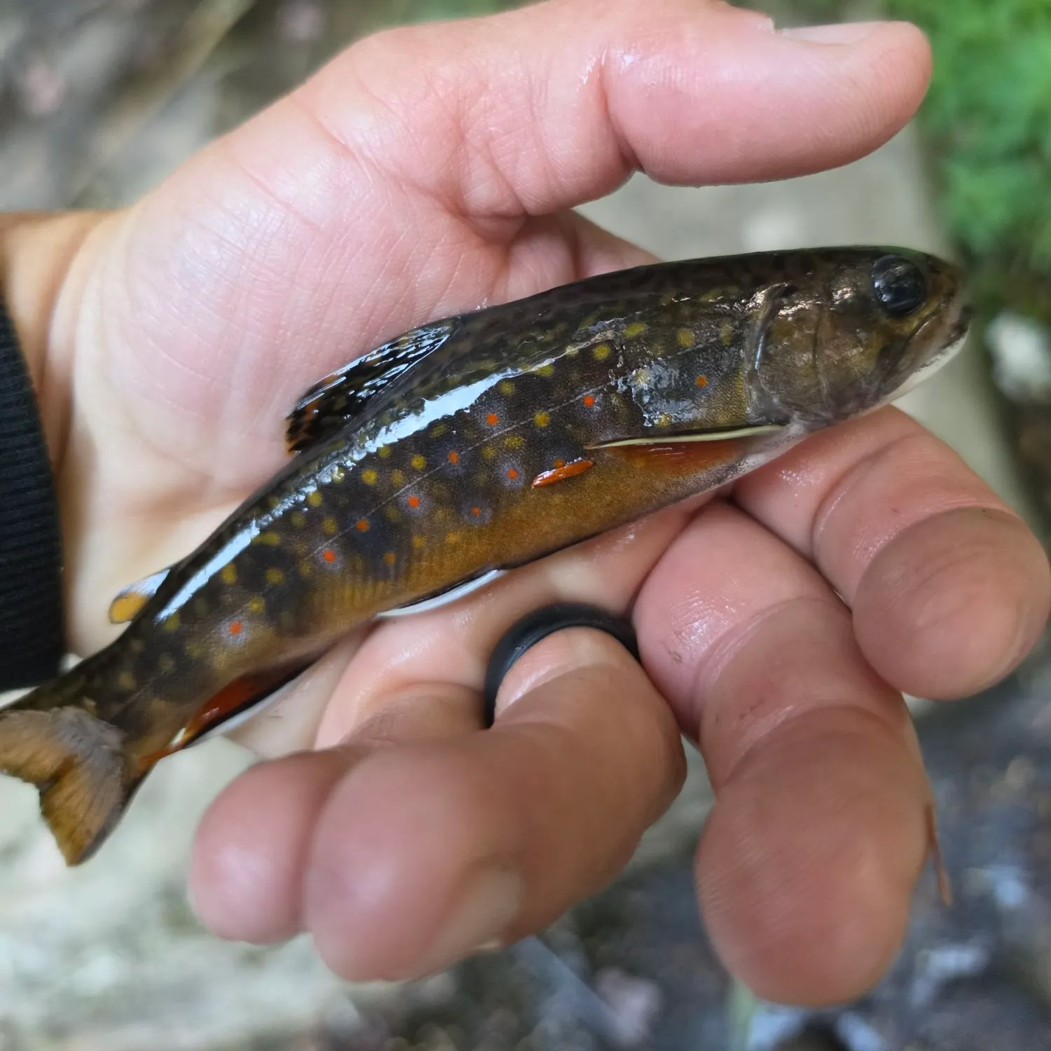 Brook trout caught on Fishbrain