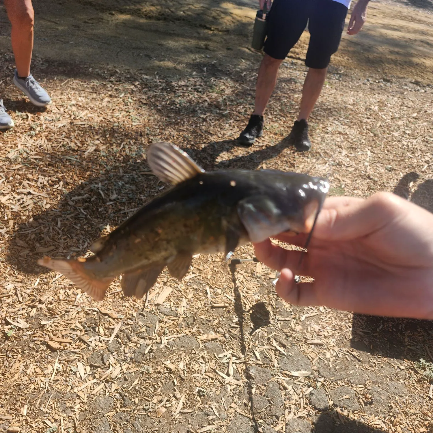 Black bullhead caught on Fishbrain