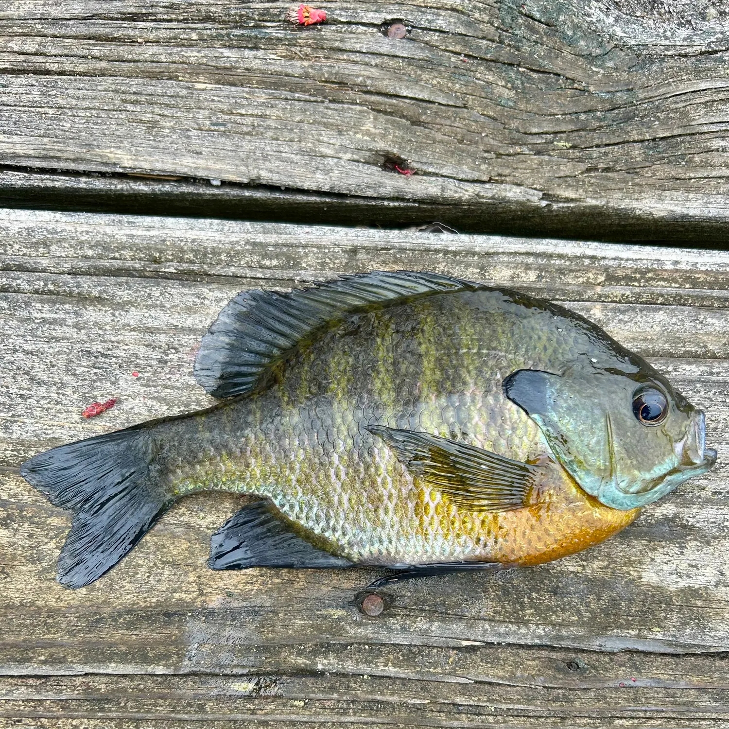 recently logged catches