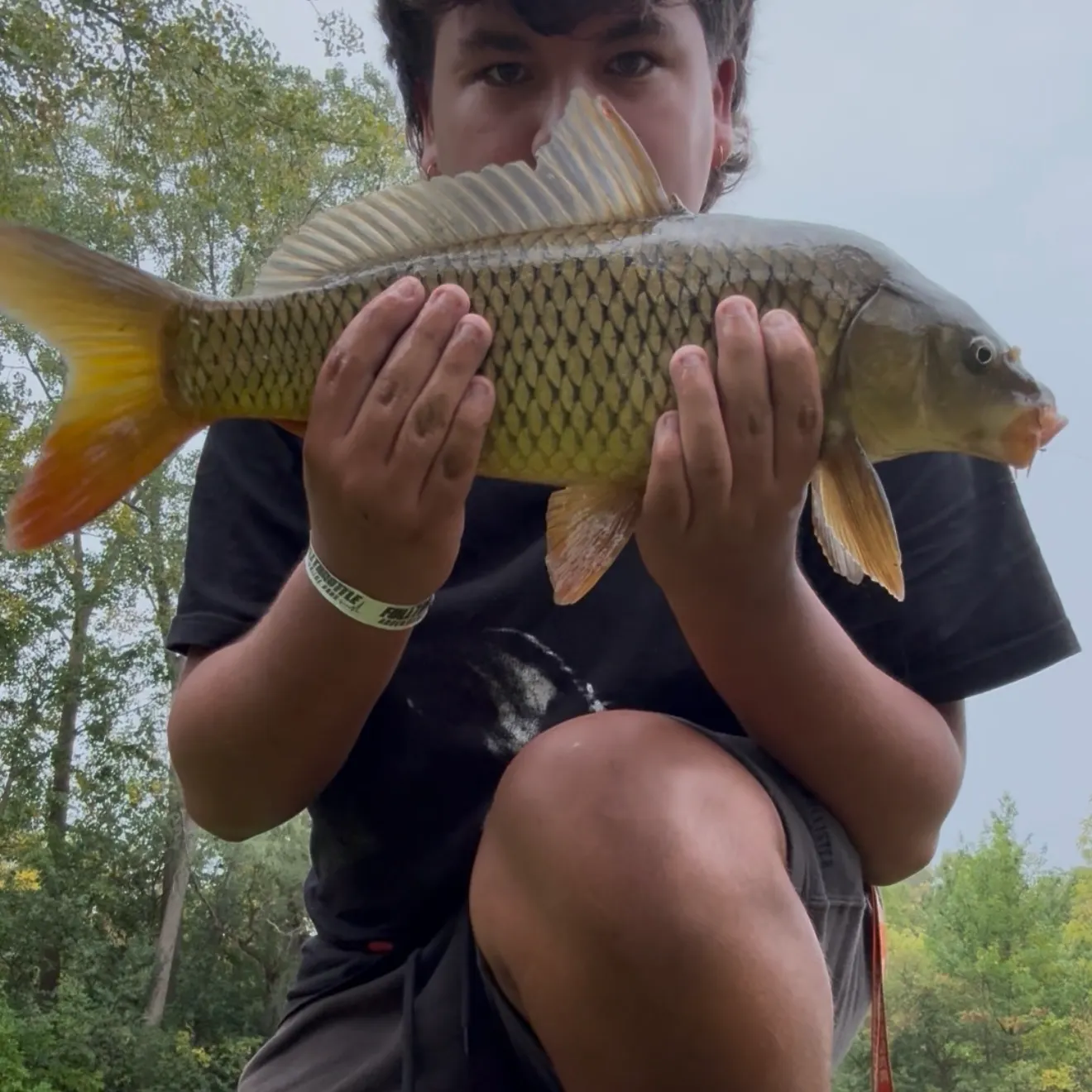 Common carp caught on Fishbrain