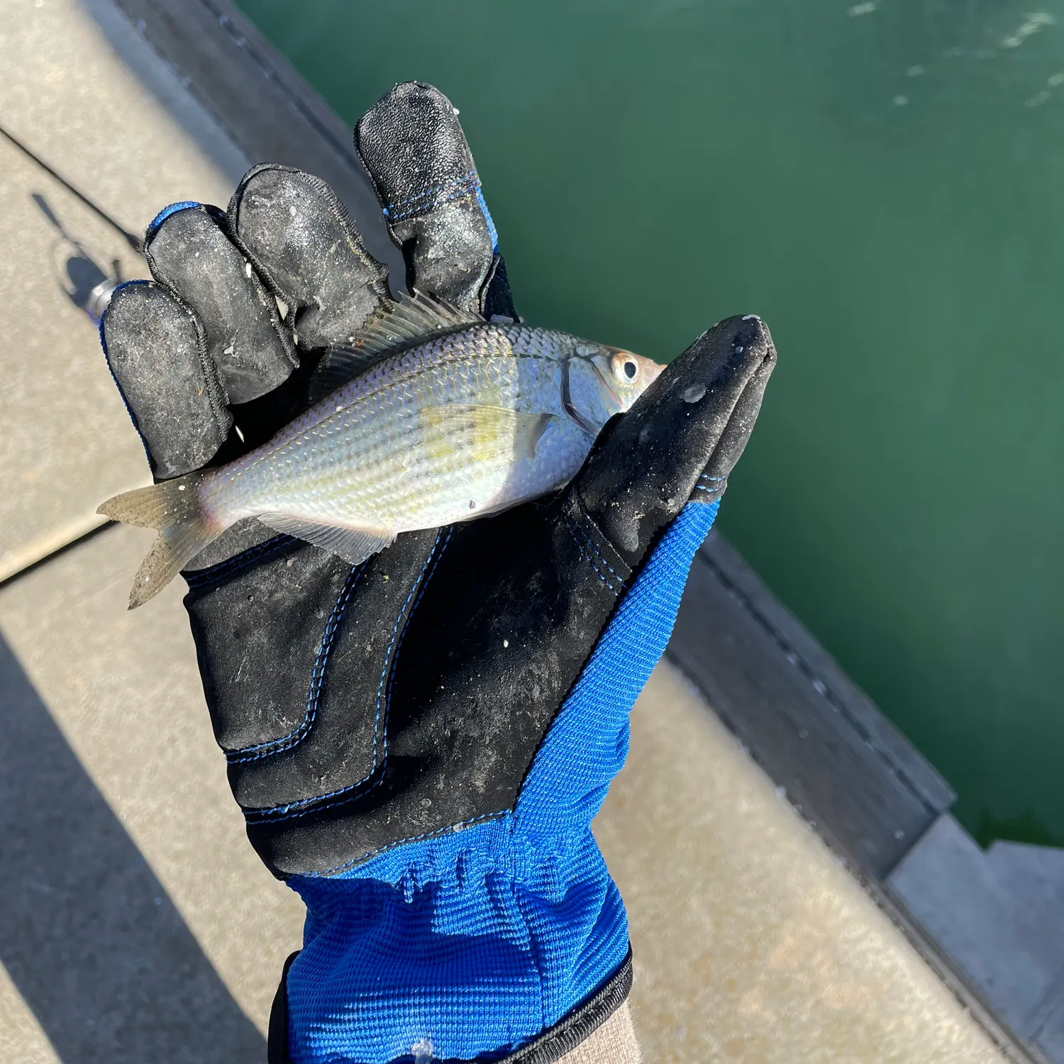 The most recent Shiner perch catches on Fishbrain