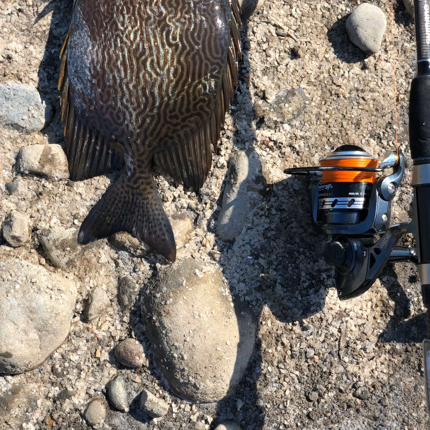 recently logged catches