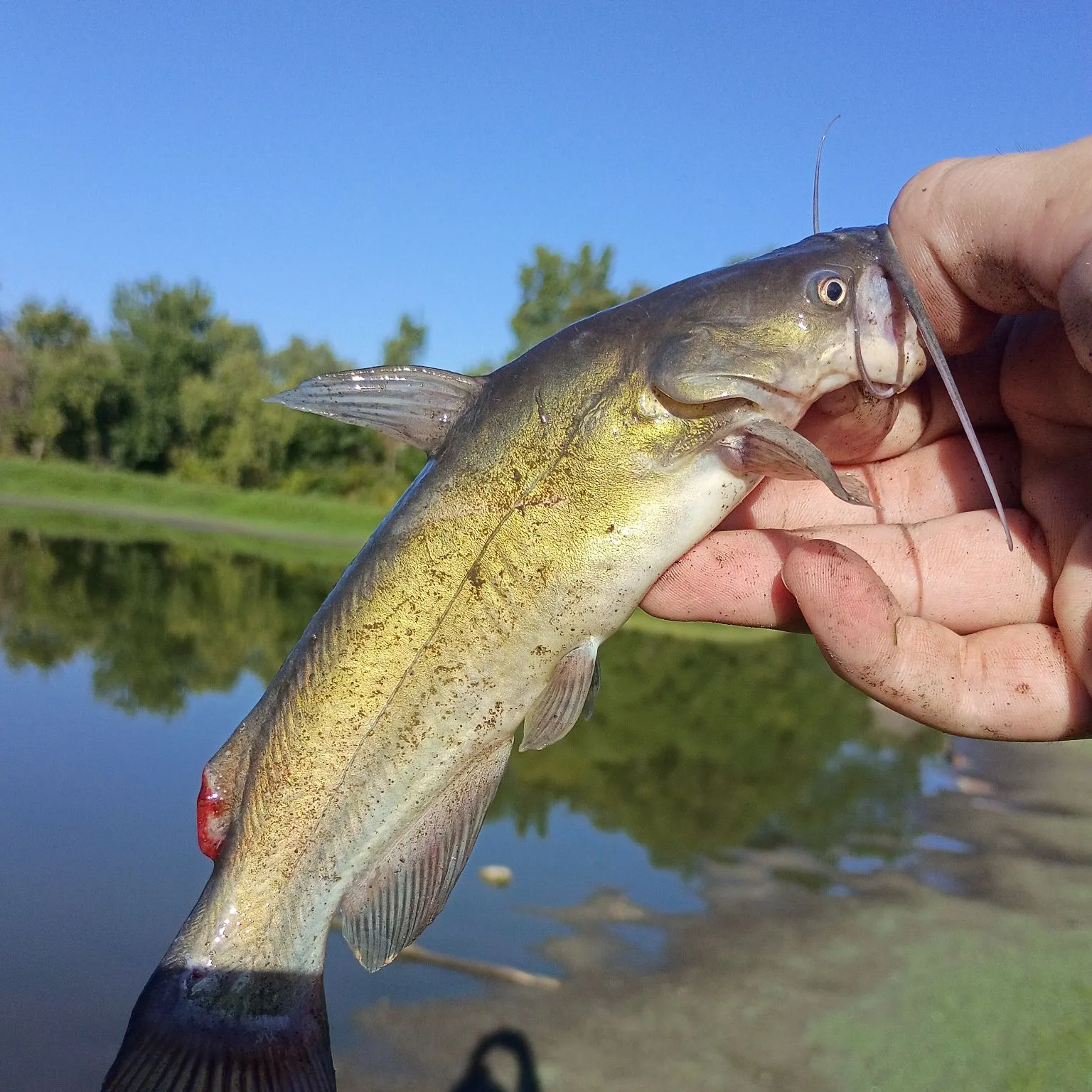 Black bullhead caught on Fishbrain