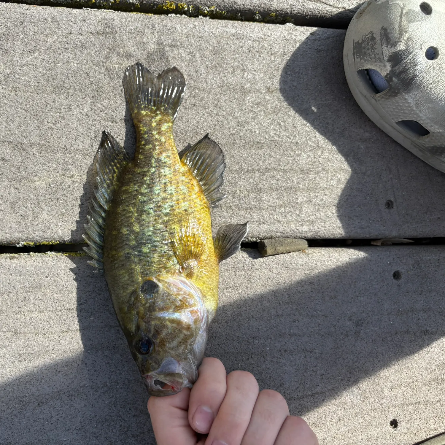 angler catch