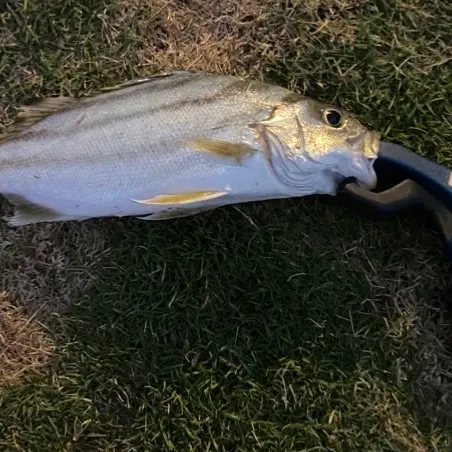 Fish caught on Fishbrain