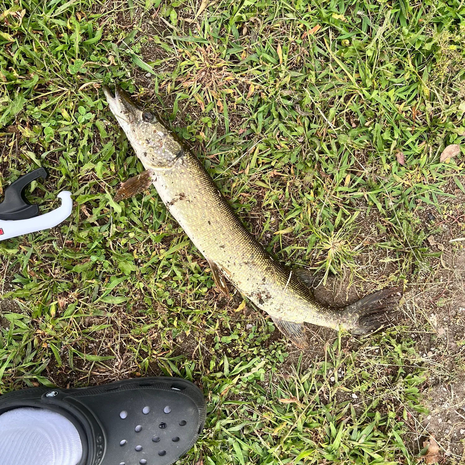 Northern pike caught on Fishbrain