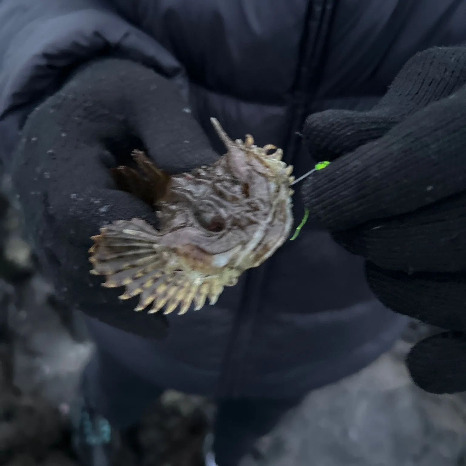 The most recent Longspined bullhead catches on Fishbrain
