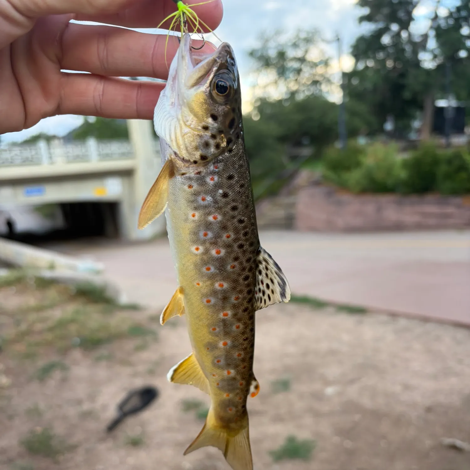 The most recent Lake trout catches on Fishbrain