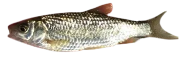 Ohrid roach