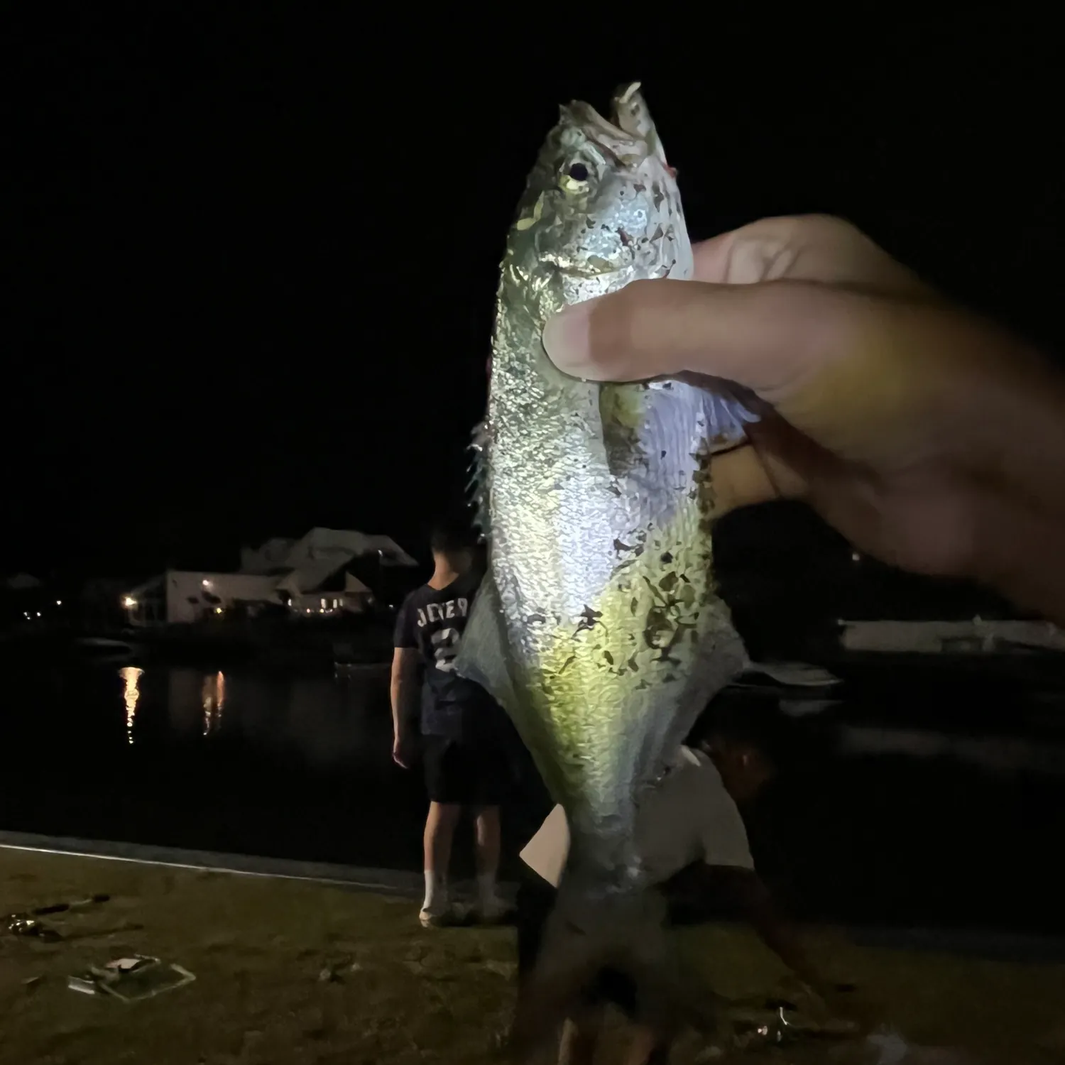The most recent Bluefish catches on Fishbrain
