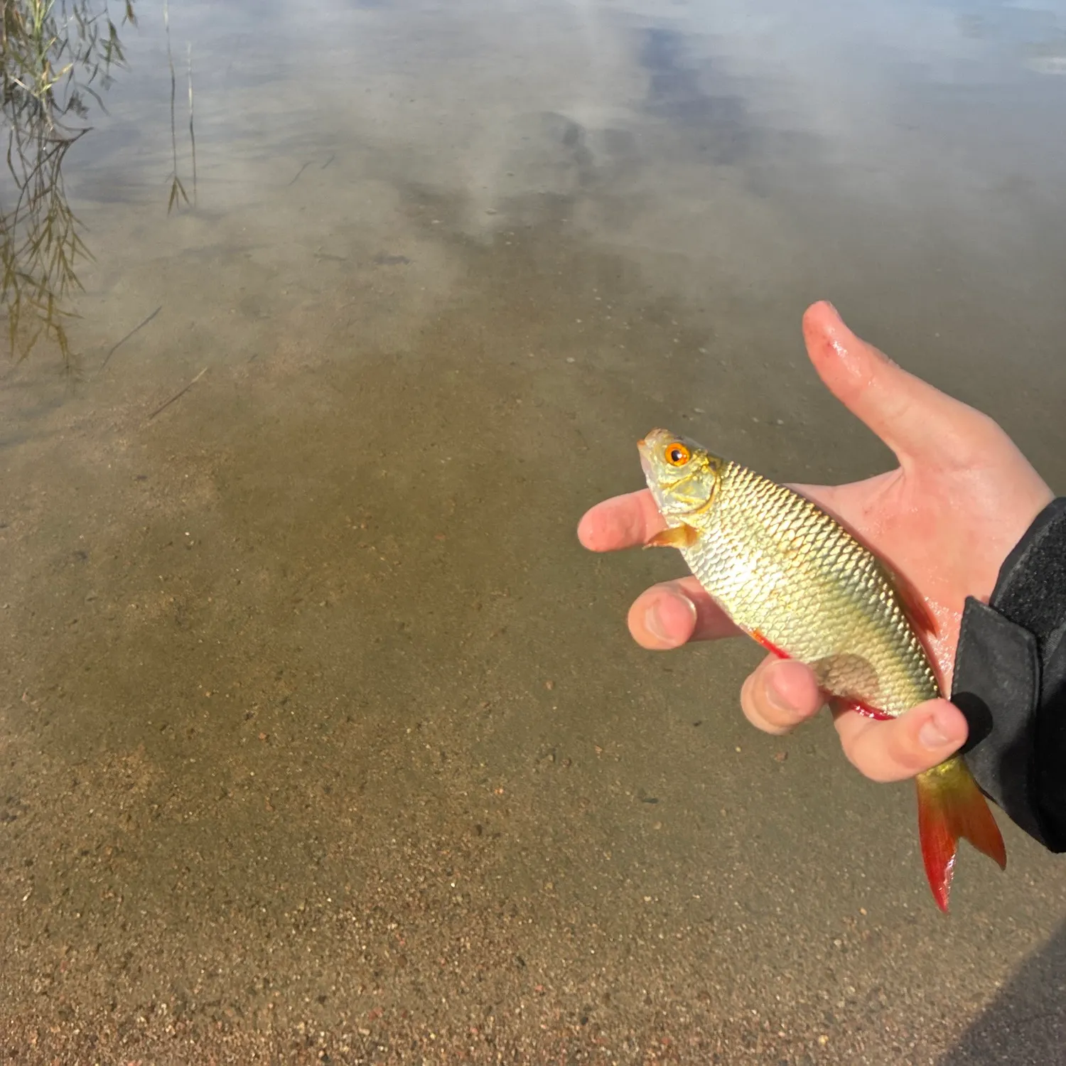Common rudd caught on Fishbrain