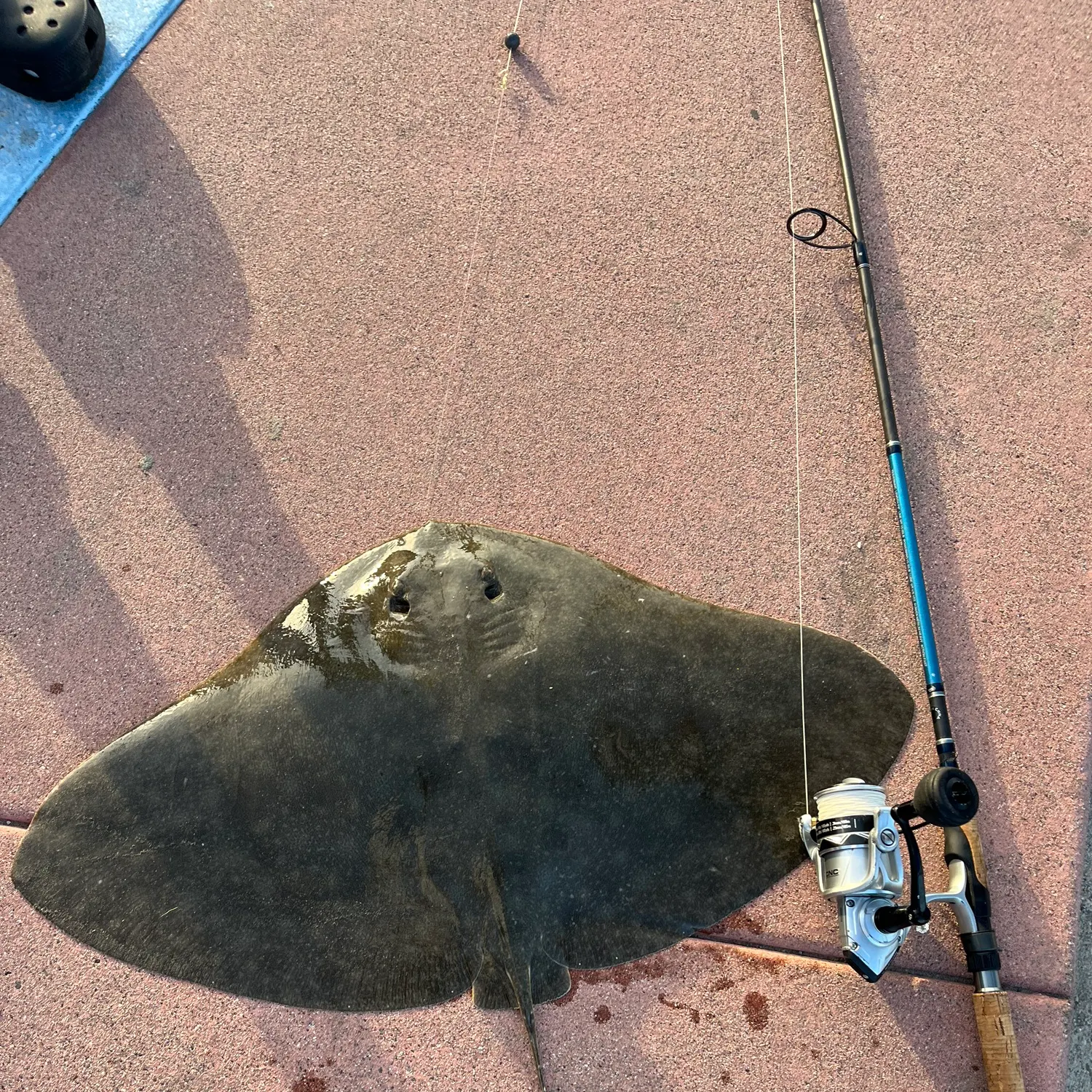 The most recent California butterfly ray catches on Fishbrain