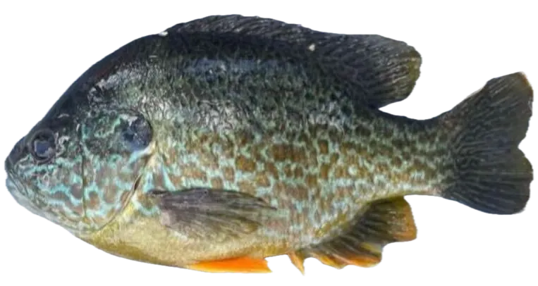 Pumpkinseed x green sunfish