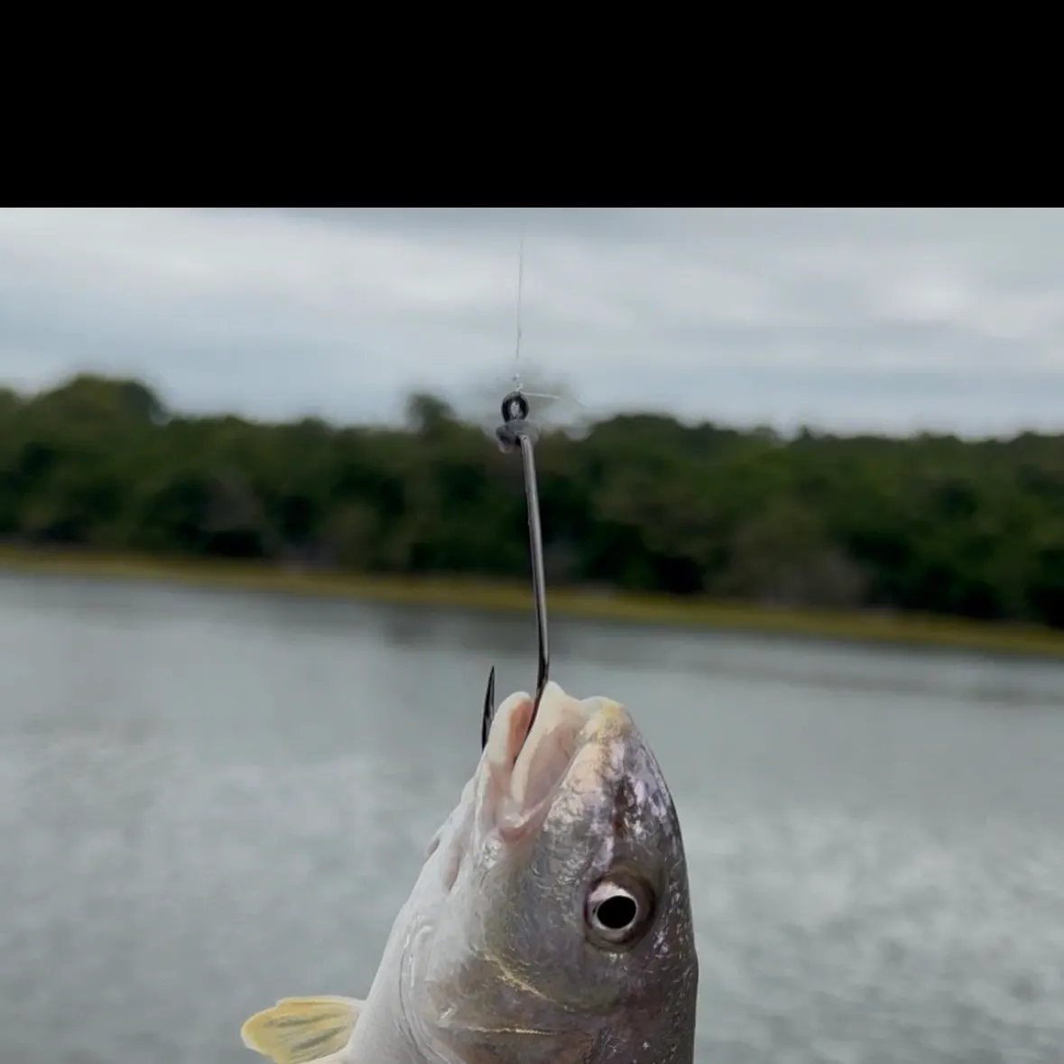 Atlantic croaker caught on Fishbrain