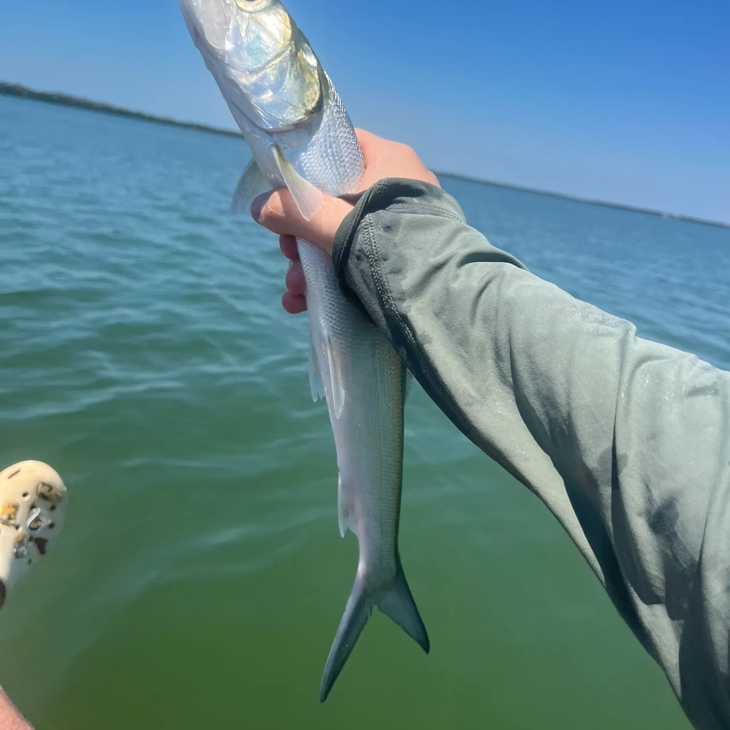 The most recent Ladyfish catches on Fishbrain