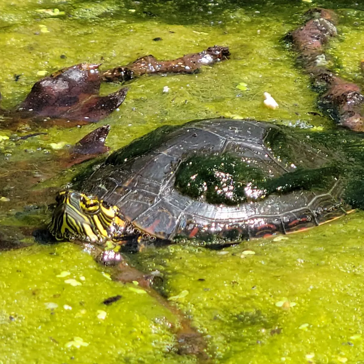 Pond slider turtle caught on Fishbrain