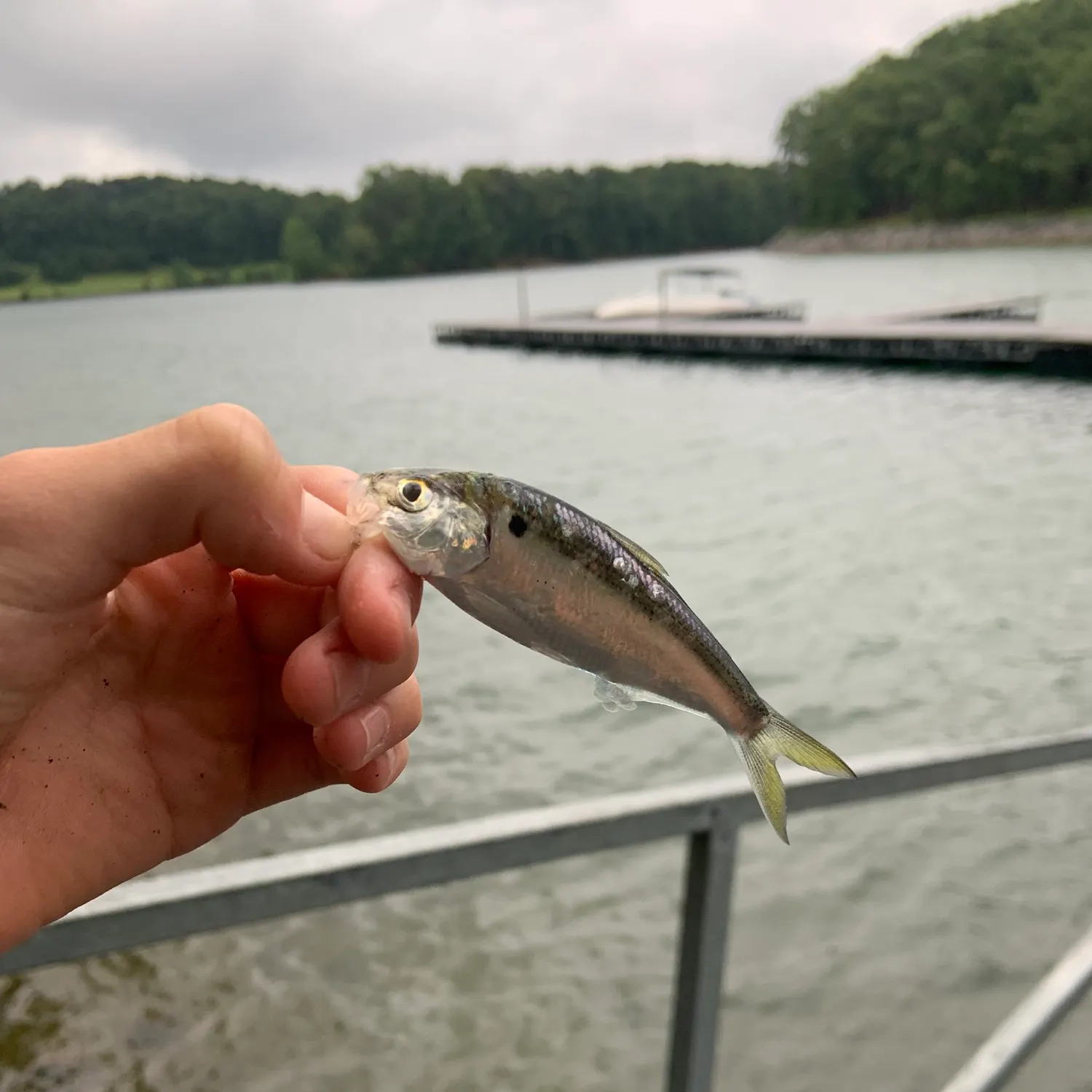 The most recent Threadfin shad catches on Fishbrain