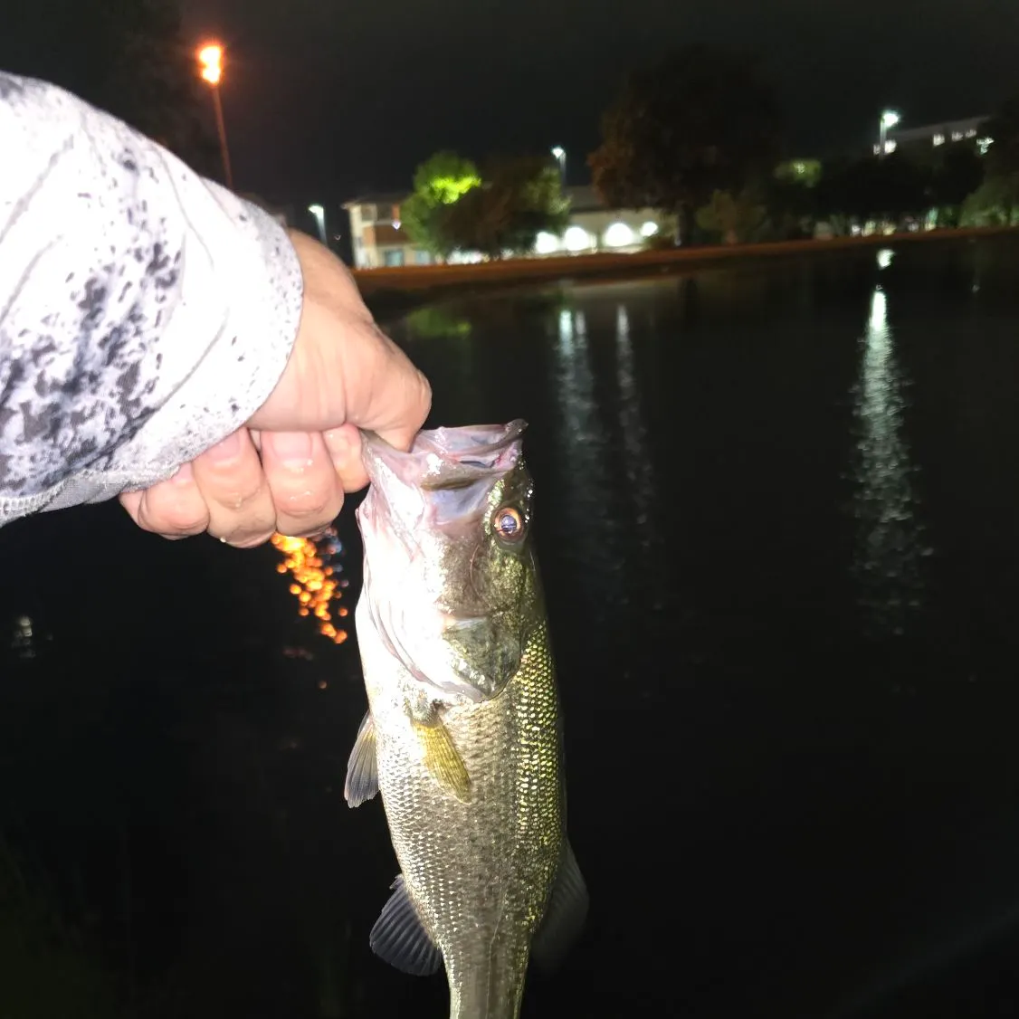 Largemouth bass caught on Fishbrain
