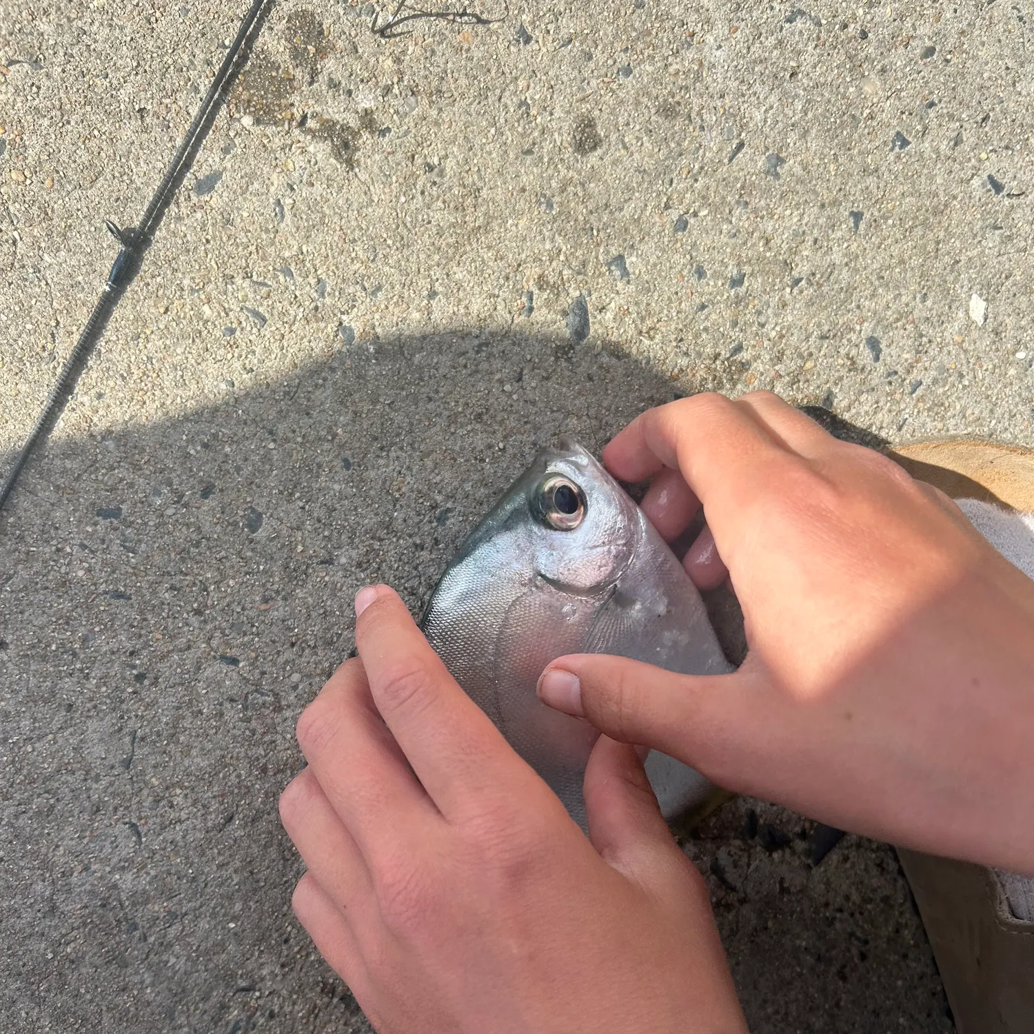 The most recent Silver moony catches on Fishbrain