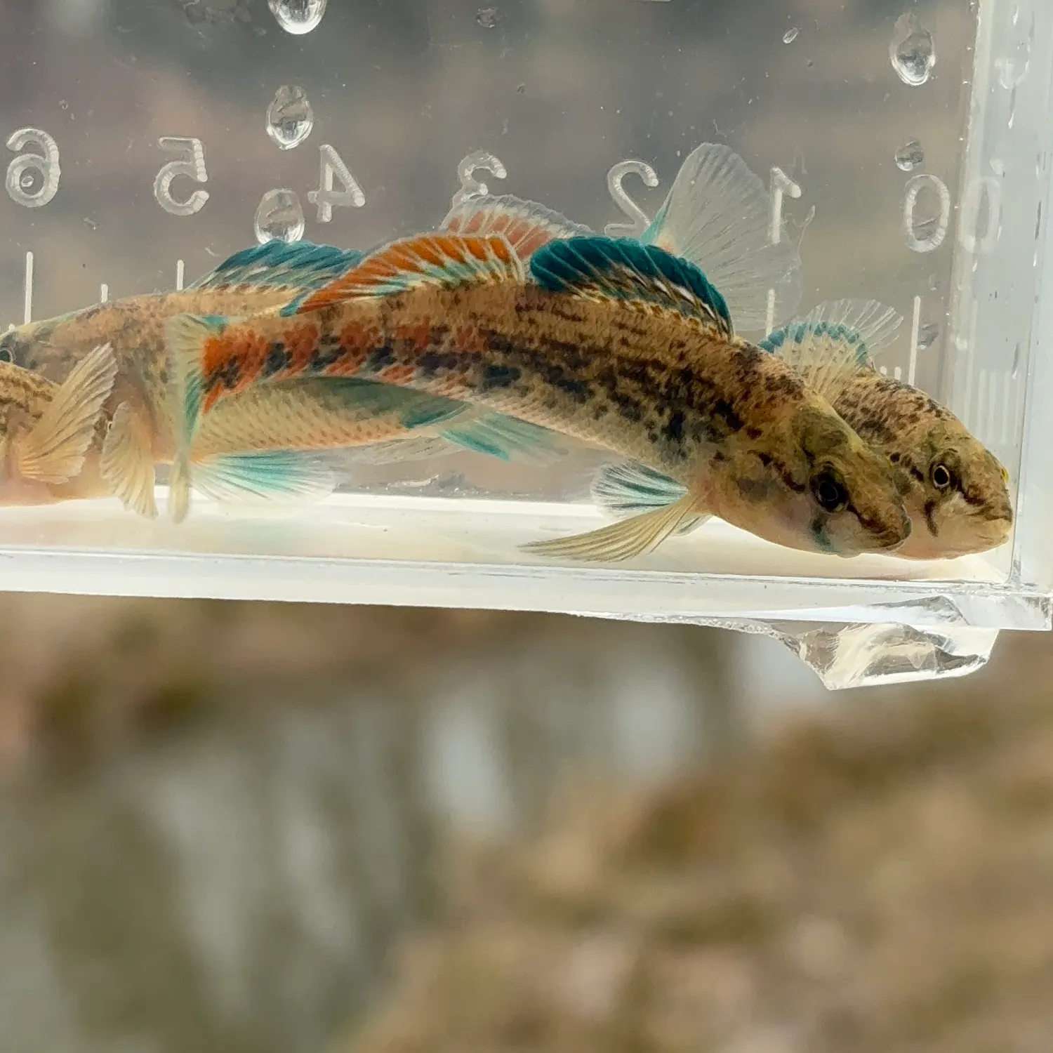 The most recent Orangethroat darter catches on Fishbrain